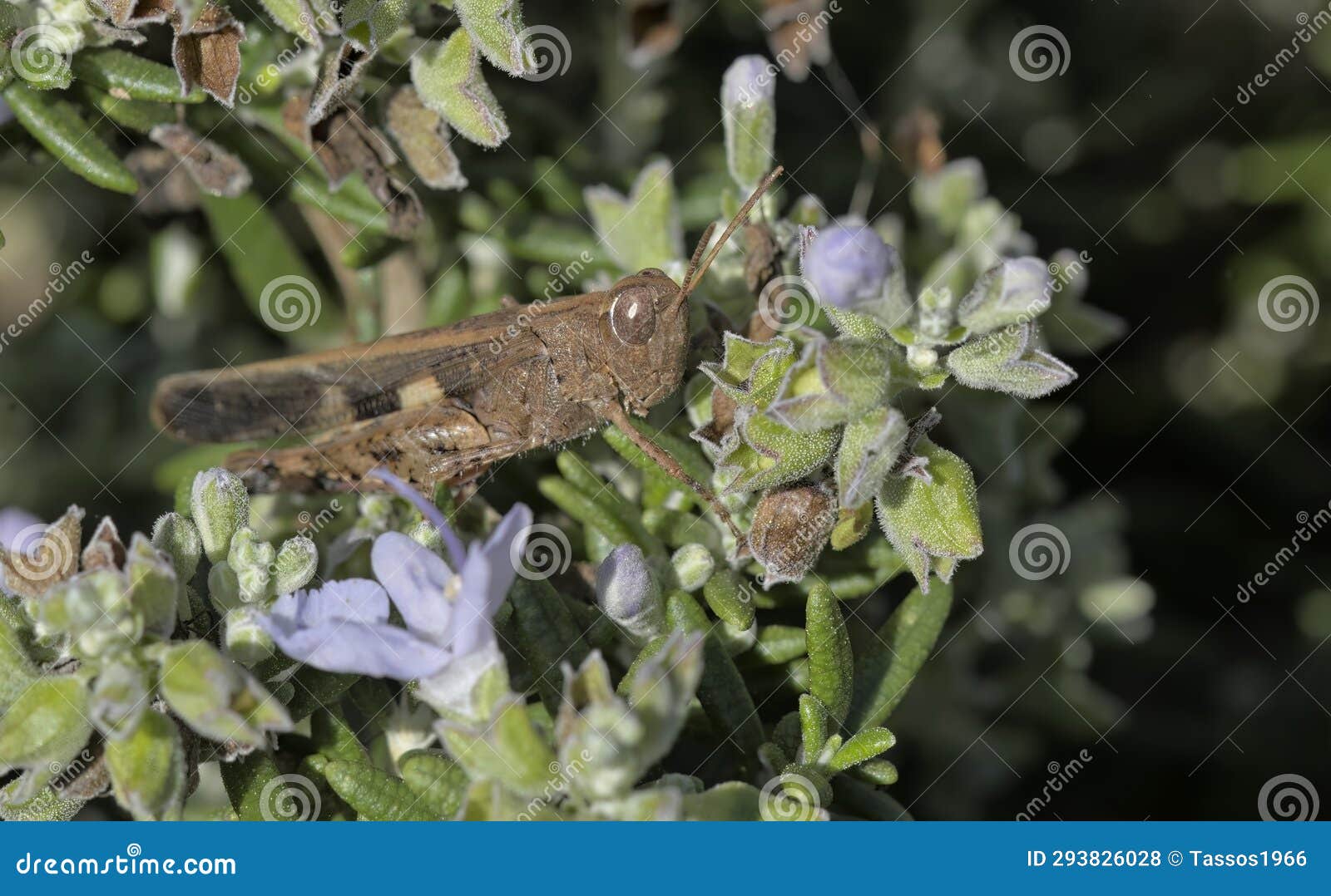 broad green-winged grasshopper, crete