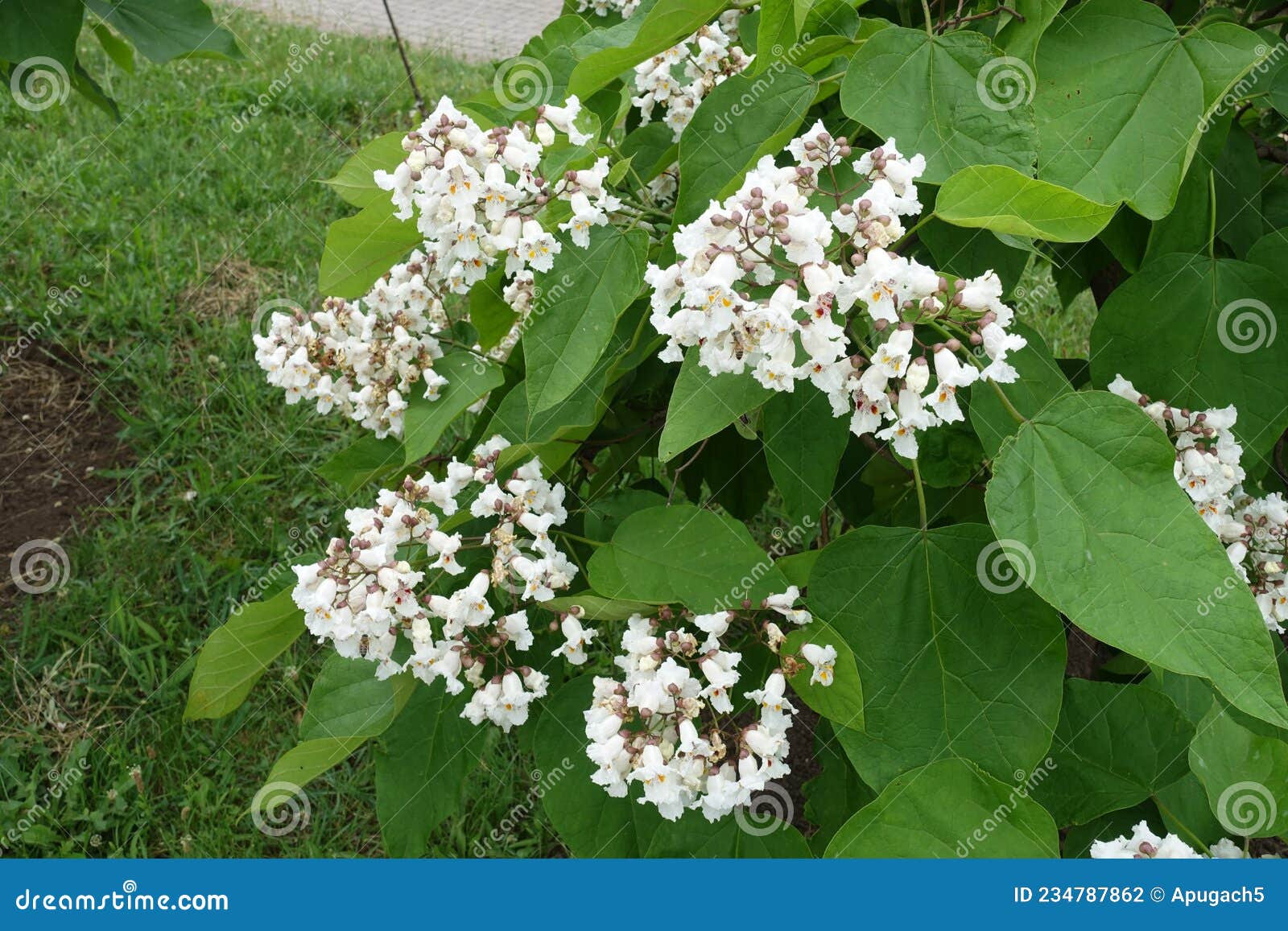 Broad Panicles of White Flowers of Catalpa in June Stock Photo Image