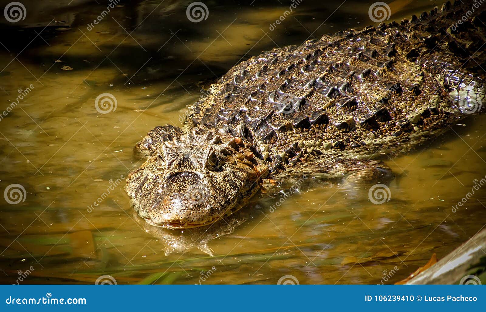 broad-snouted caiman caiman latirostris lurking on swampy wate