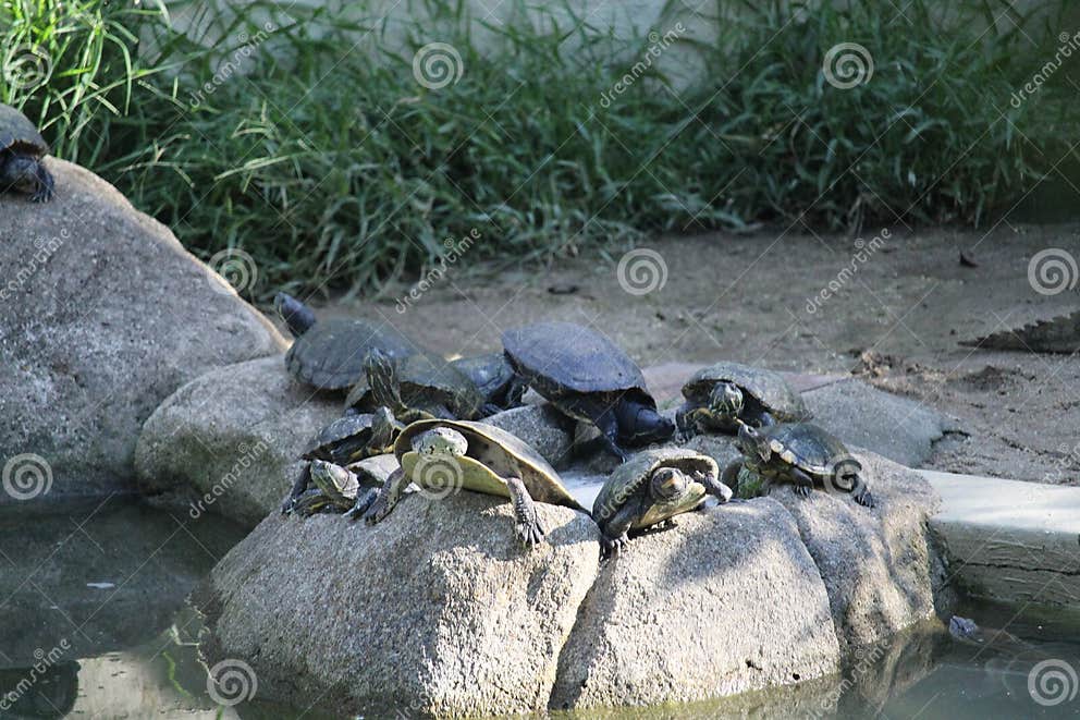 Broad-snouted Caiman with Turtles Photography (Caiman Latirostris