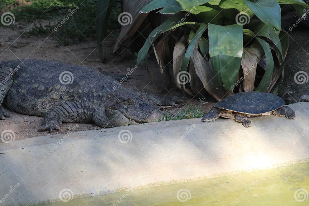 Broad-snouted Caiman with Turtles Photography (Caiman Latirostris