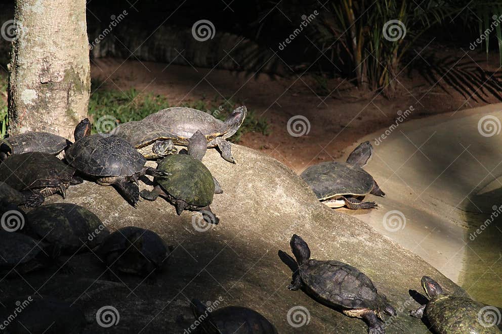 Broad-snouted Caiman with Turtles Photography (Caiman Latirostris