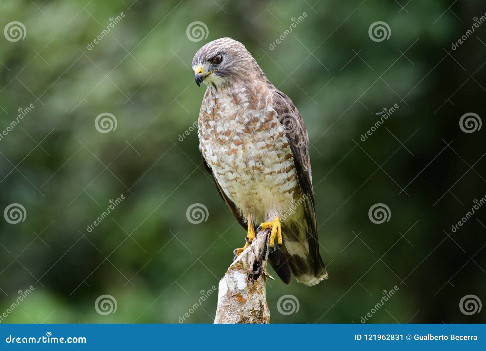 broad-winged hawk buteo platypterus