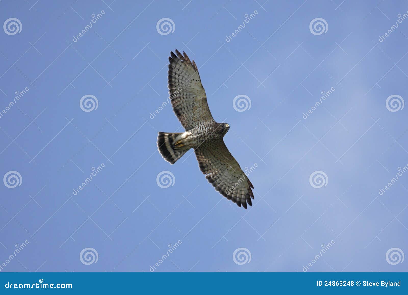 broad-winged hawk in flight