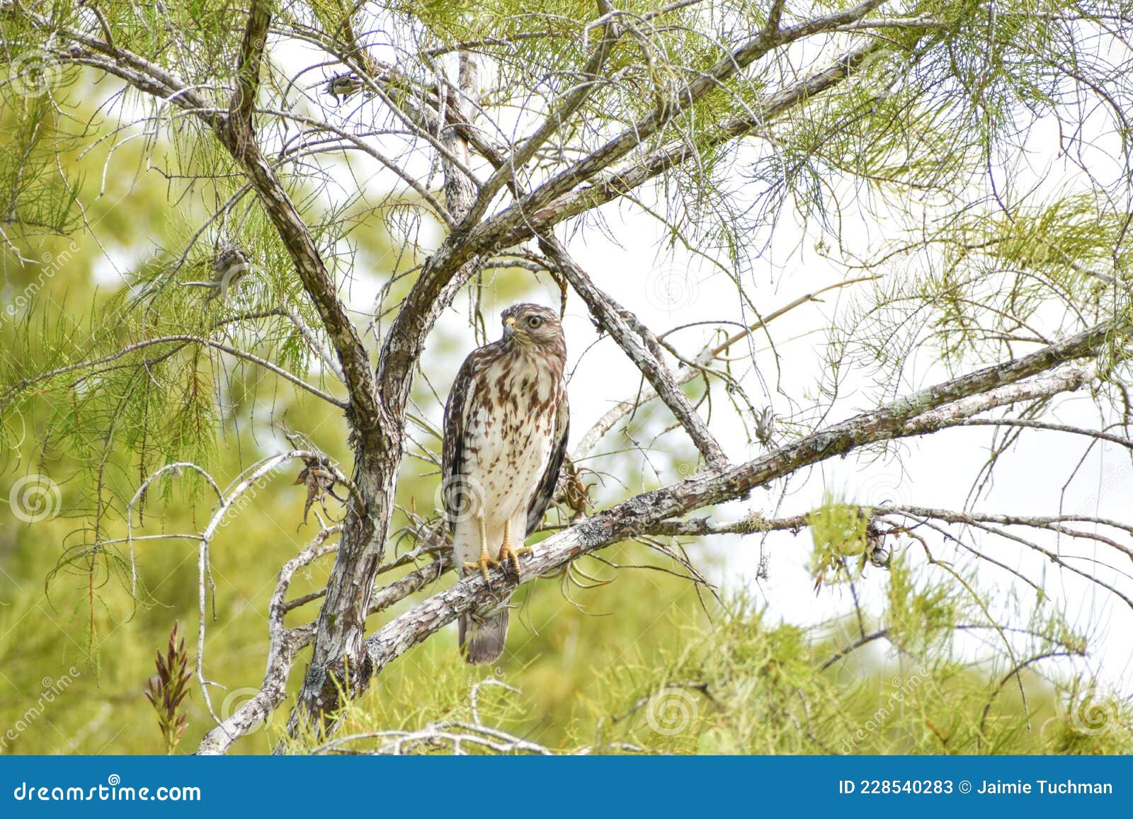 broad-winged hawk perched in a tree in big cypress national preserve, florida