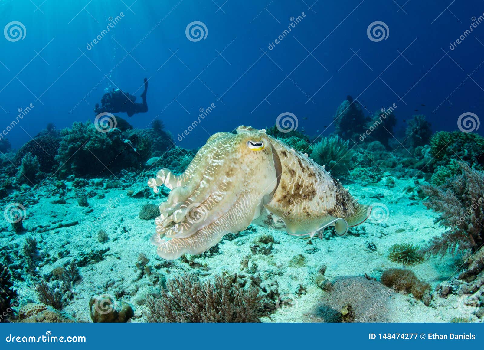 broadclub cuttlefish hovers over seafloor