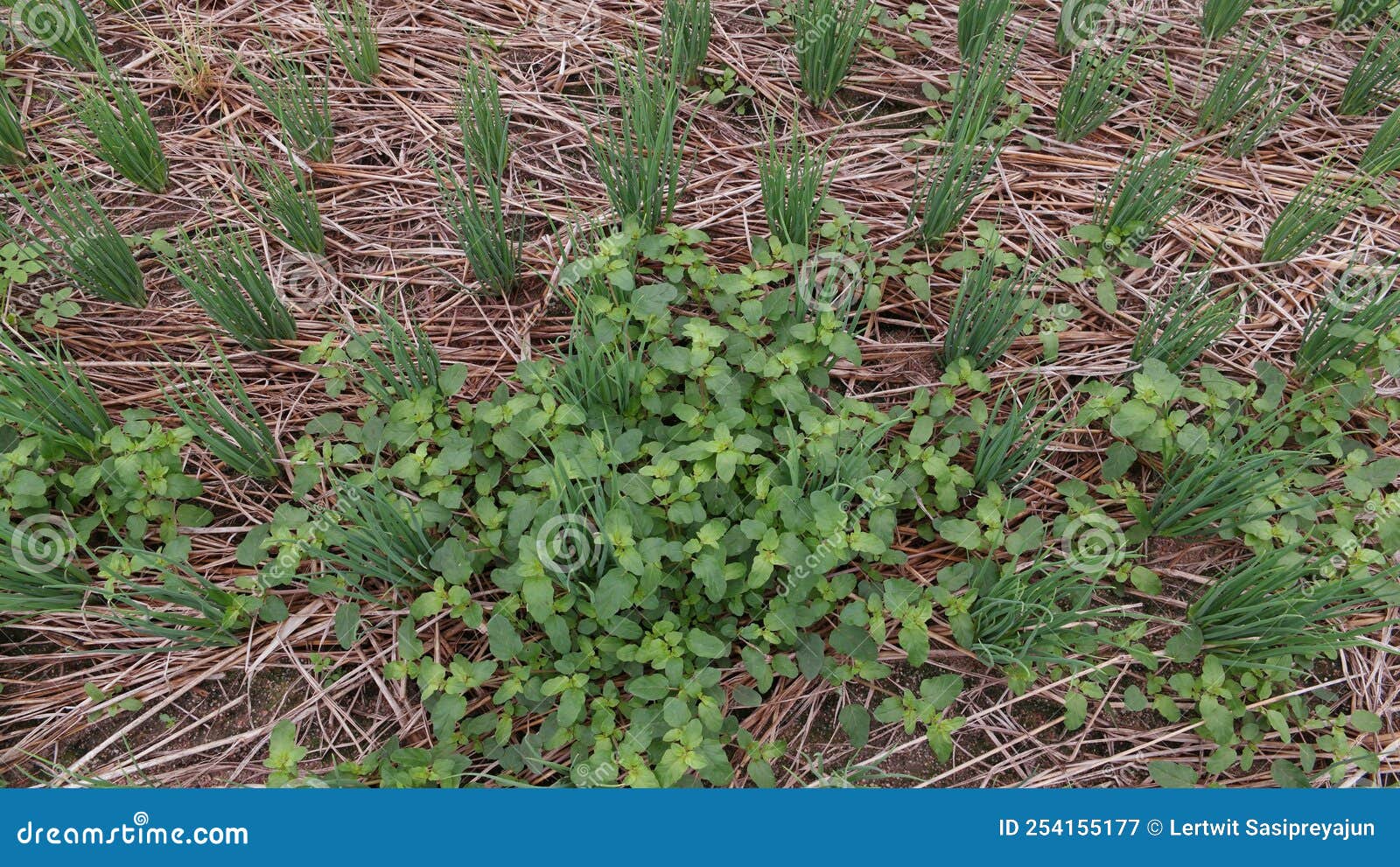 Broadleaf Weed in Spring Onion Production Field Stock Image Image of
