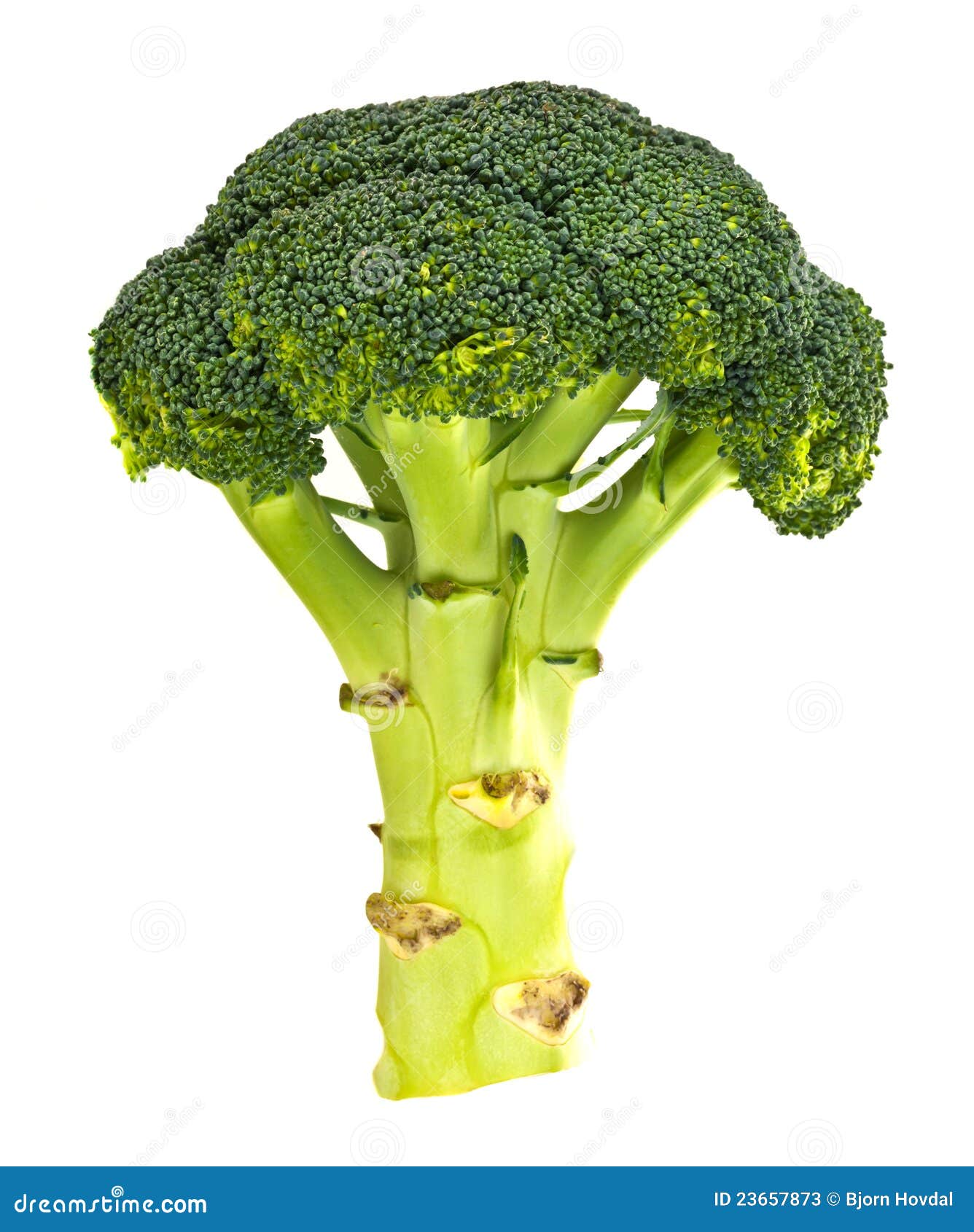 174 746 Broccoli Photos Free Royalty Free Stock Photos From Dreamstime