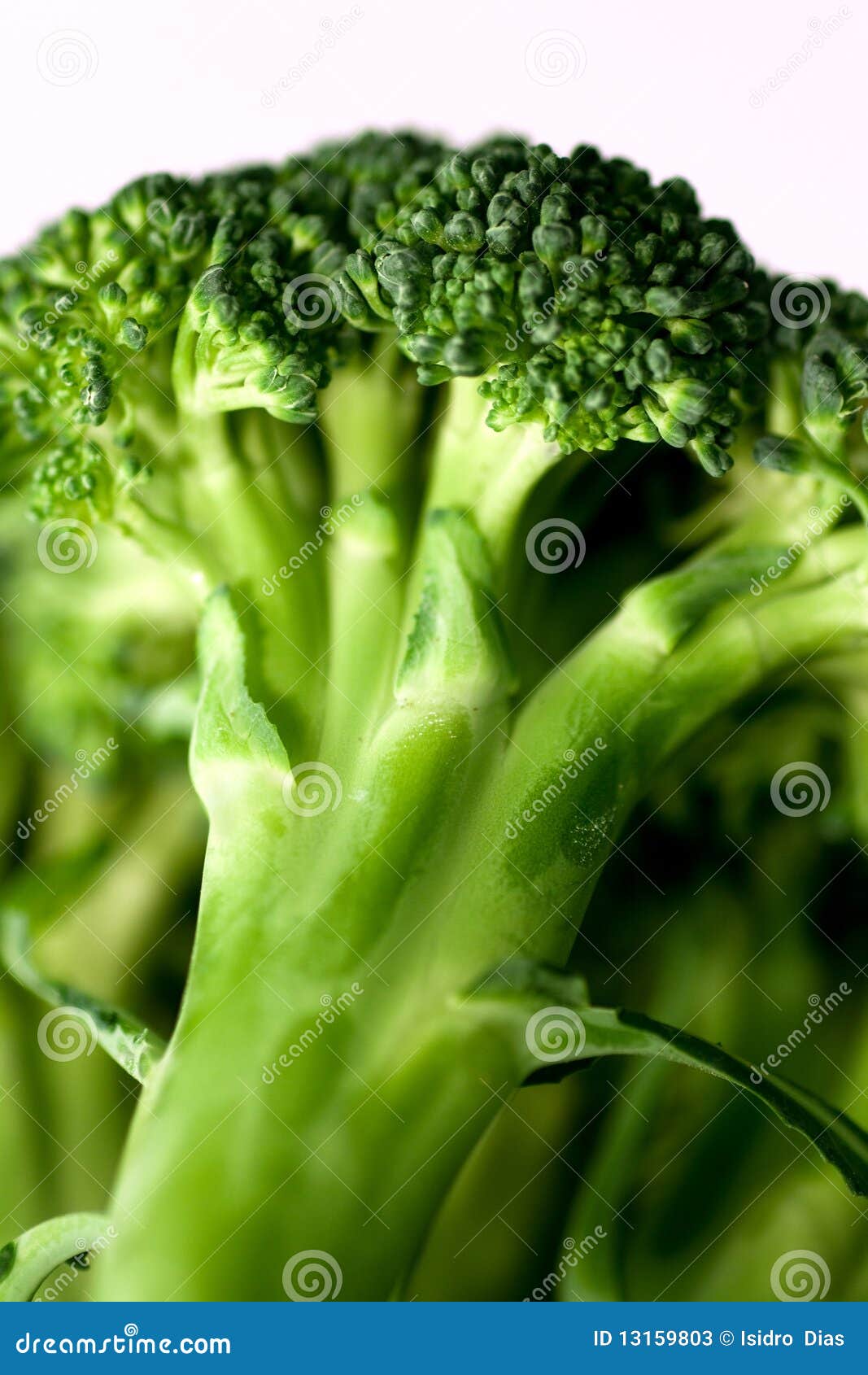broccoli 6