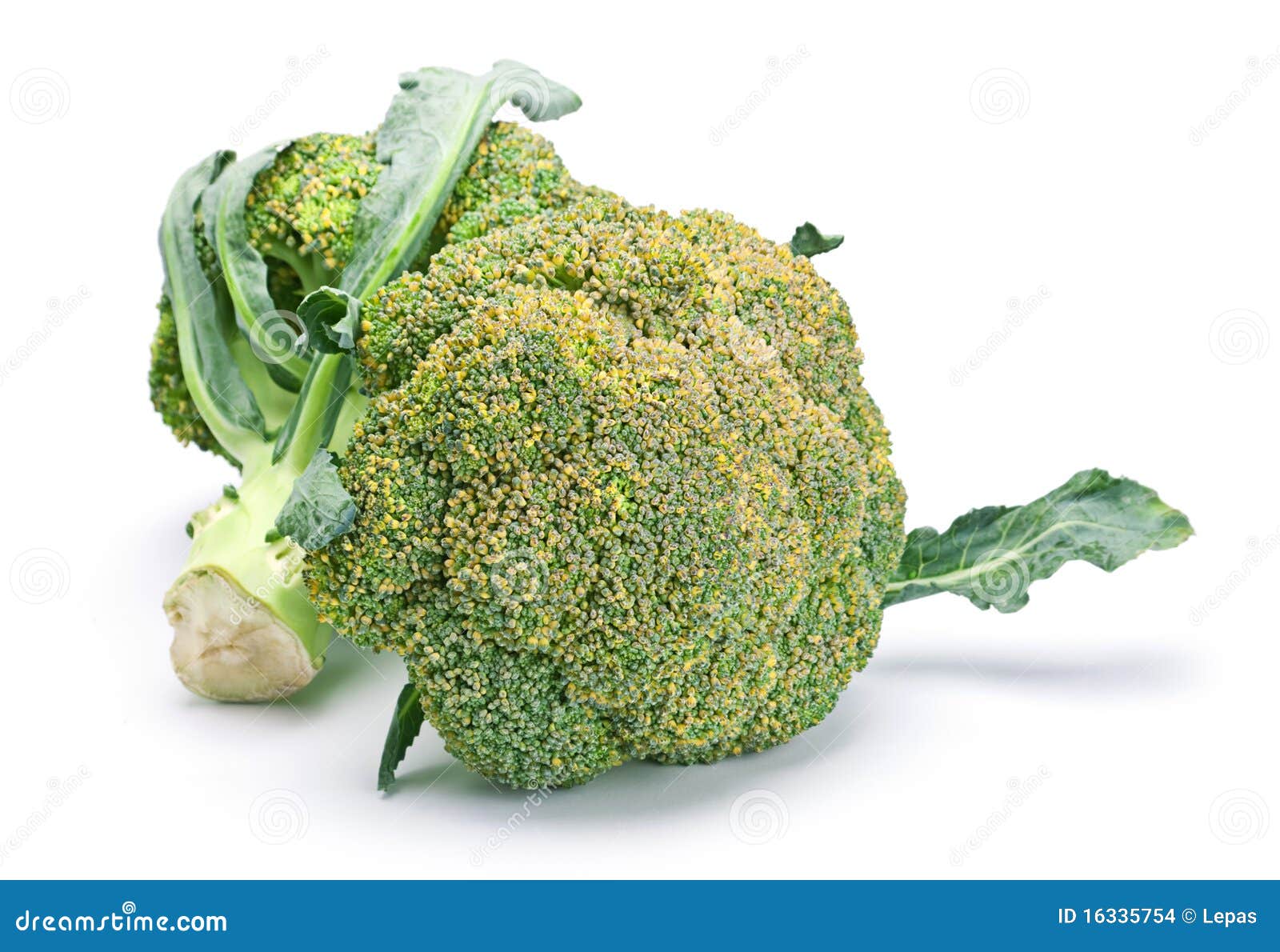 Broccoli cabbage stock photo. Image of fresh, broccoli 16335754