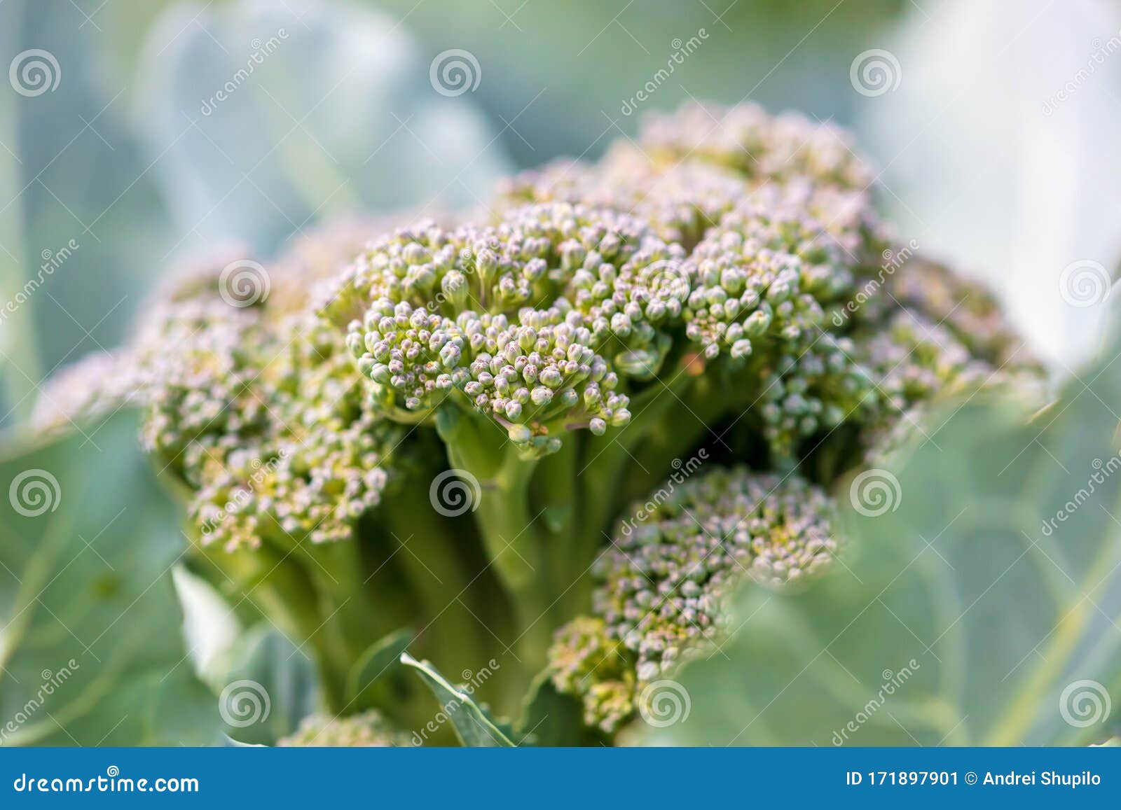 Broccoli Cabbage in the Garden Stock Image Image of natural, organic