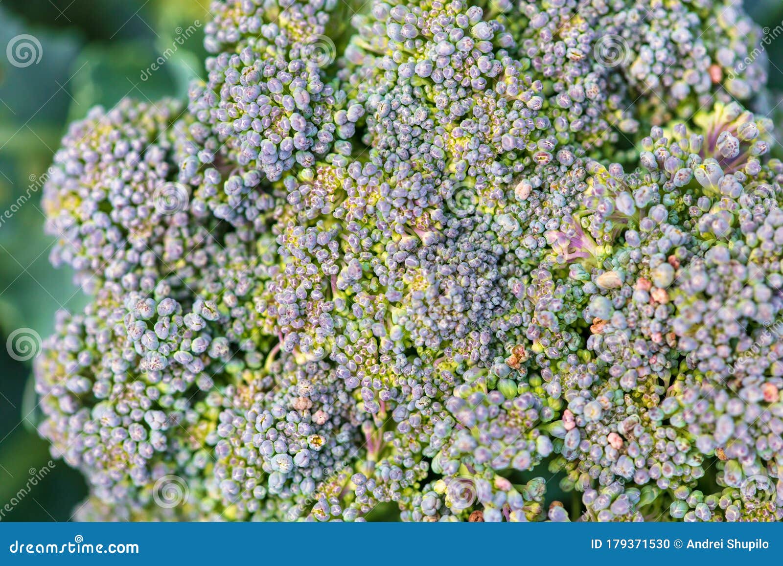 Broccoli Cabbage in the Garden Stock Photo Image of green, gardening