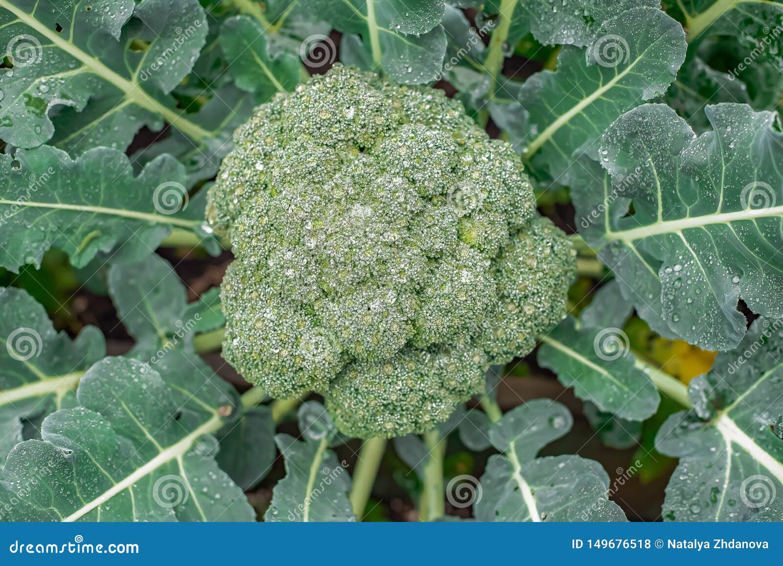 Broccoli Cabbage Grows in the Garden, Healthy Diet Stock Photo Image