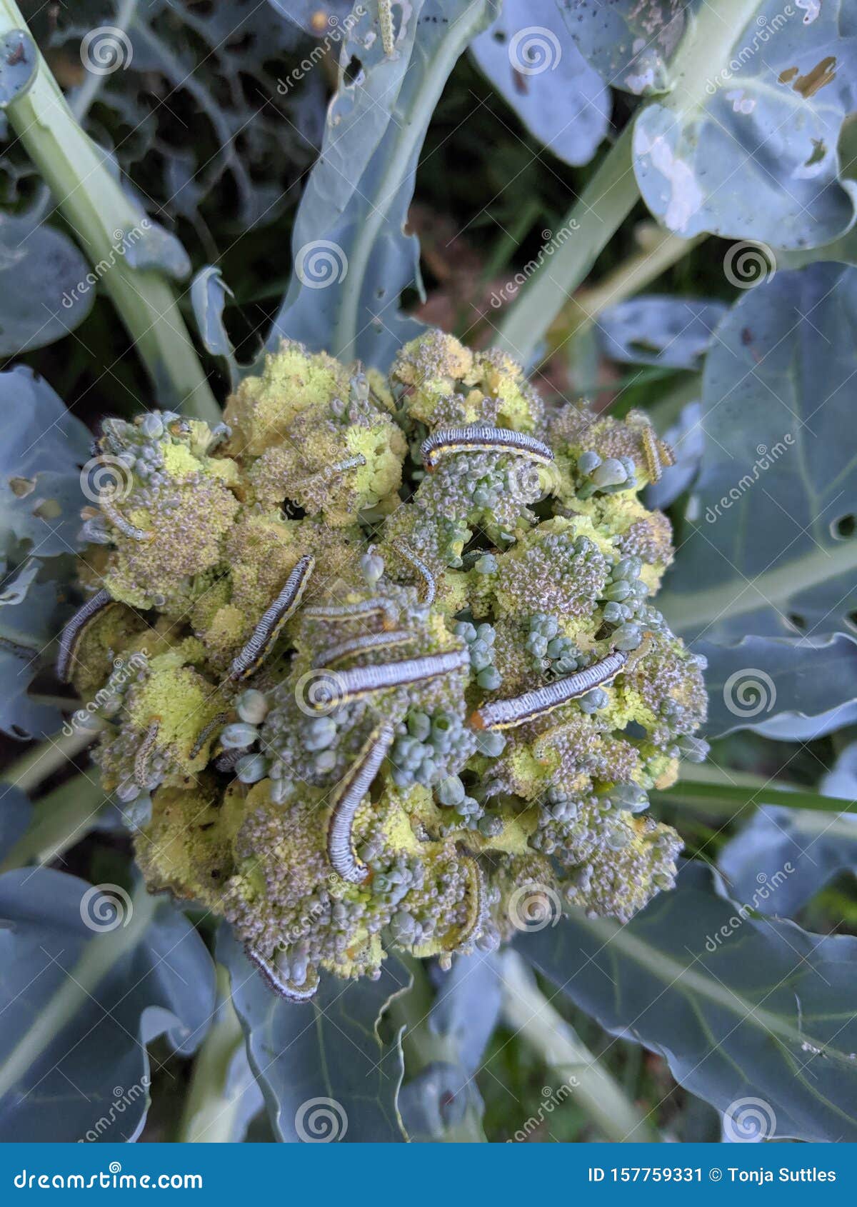 Broccoli Consumed stock image. Image of pests, consumed 157759331