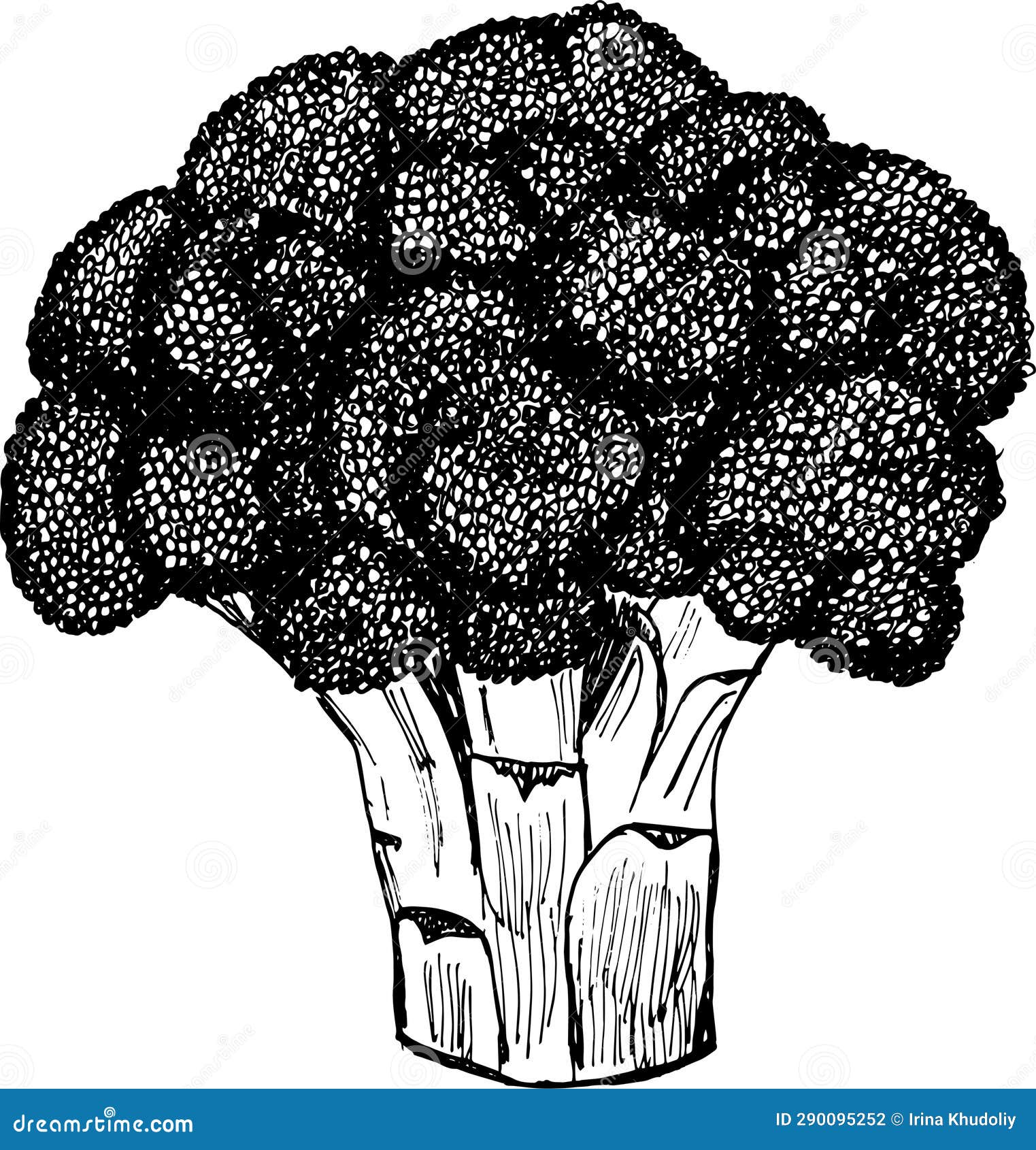 Broccoli Detailed Realistic Sketch Stock Illustration Illustration of
