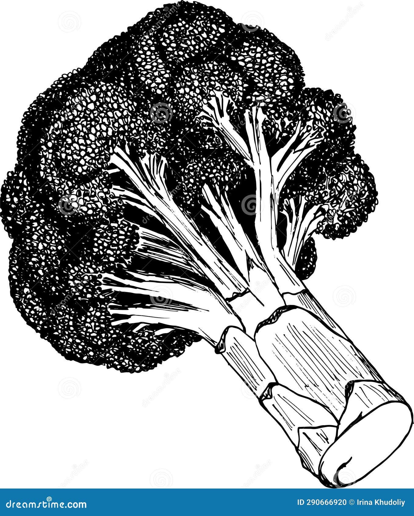 Broccoli Detailed Realistic Sketch Stock Illustration Illustration of
