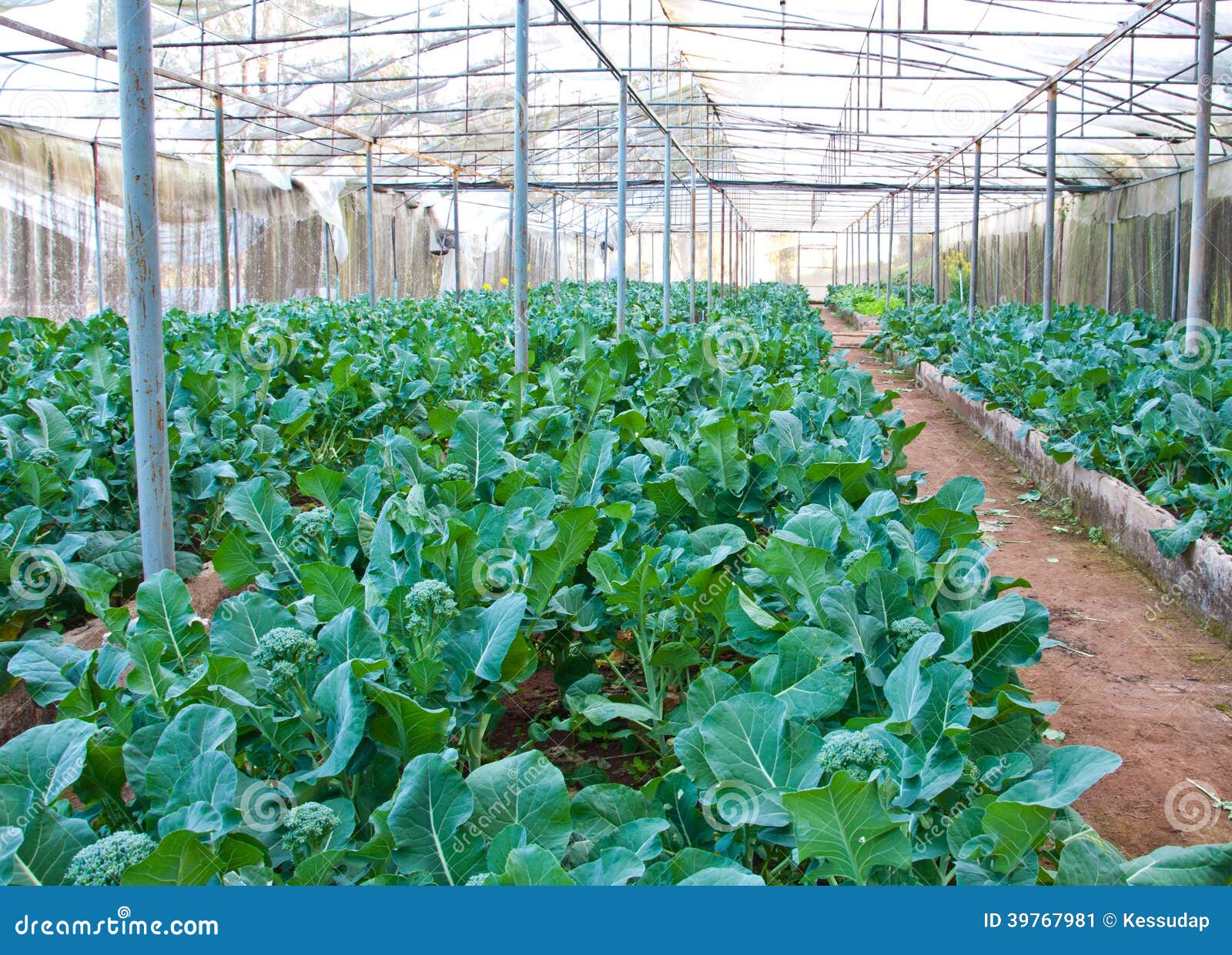 The Broccoli Farm in the Greenhouse Stock Image Image of food, green
