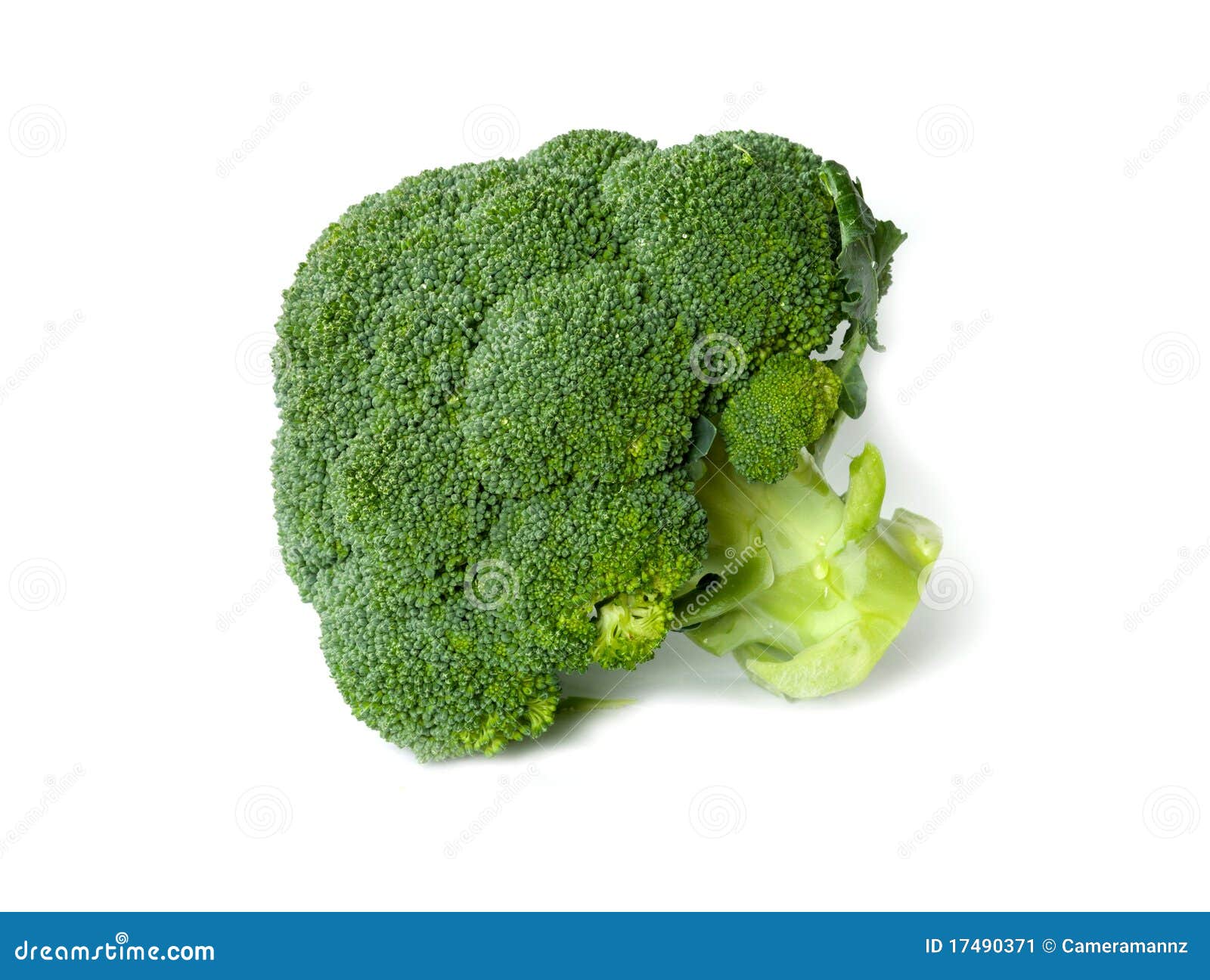 Broccoli floret stock image. Image of vegetable, green 17490371