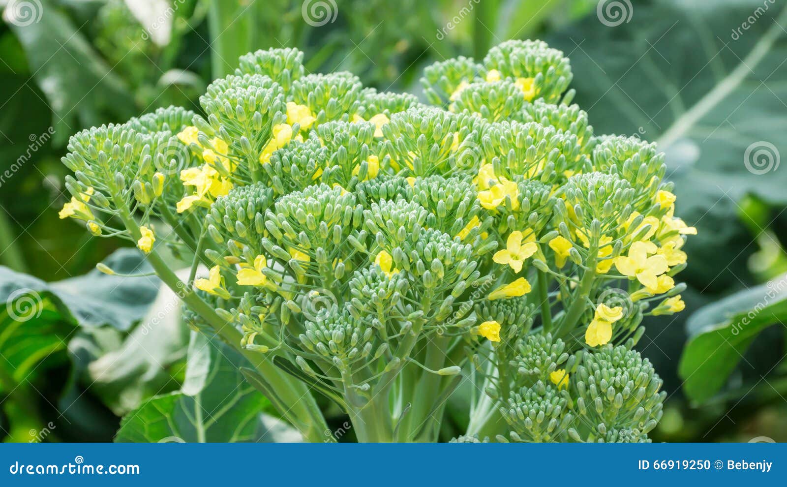 Broccoli flower stock photo. Image of green, garden, flower 66919250