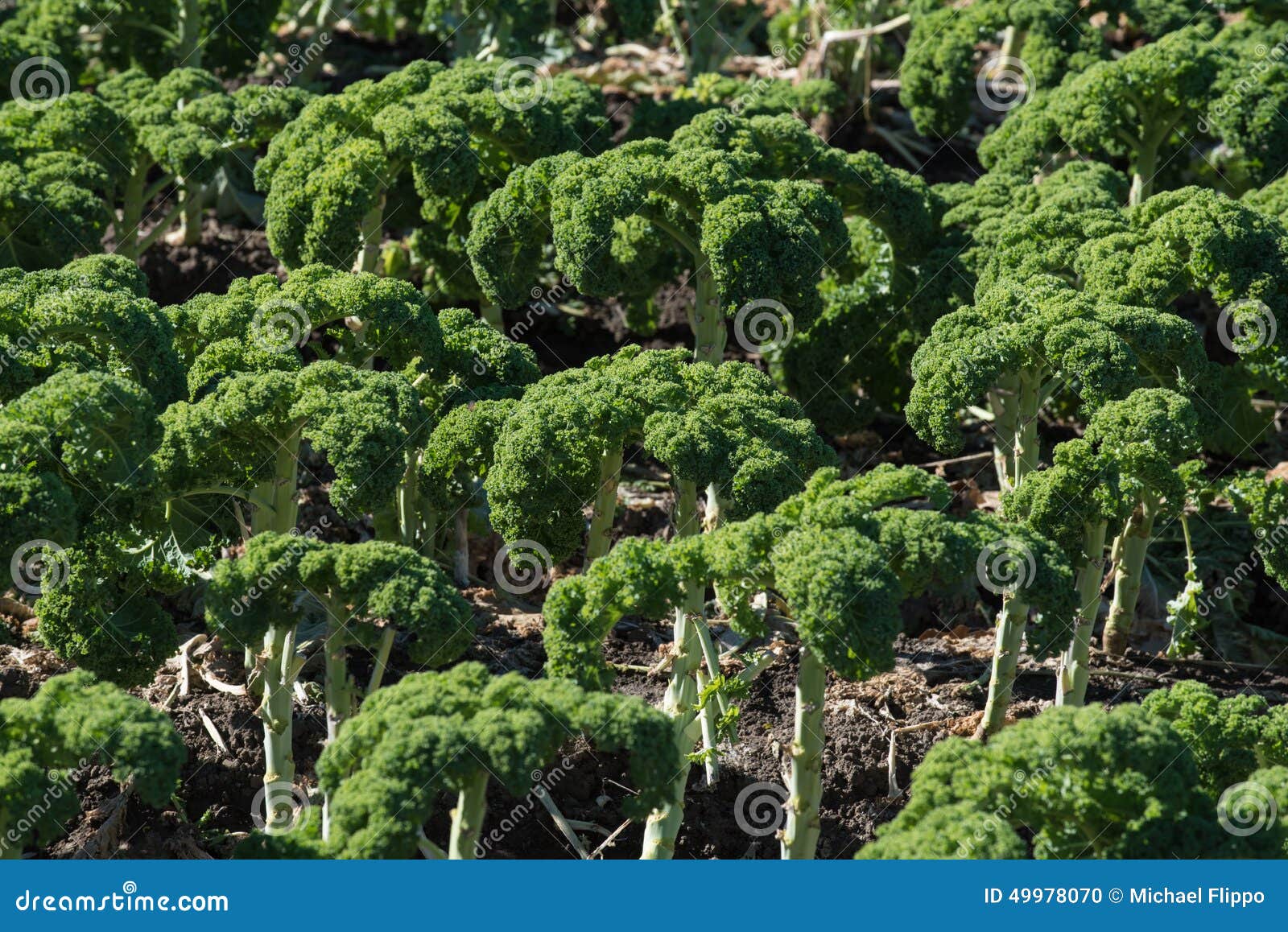 Broccoli Growing in a Field Stock Photo Image of crop, plant 49978070