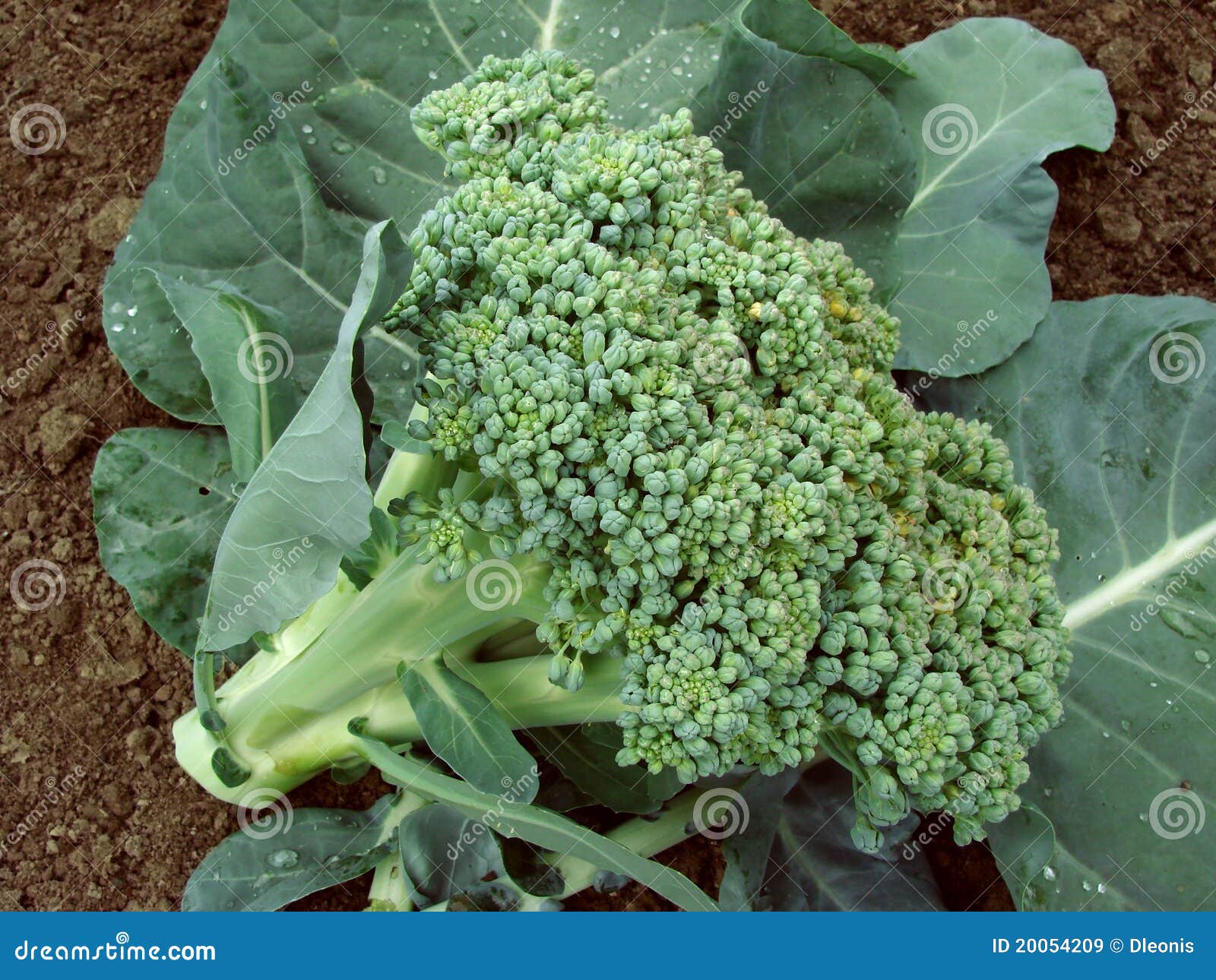 Broccoli head stock image. Image of ground, cultivation 20054209