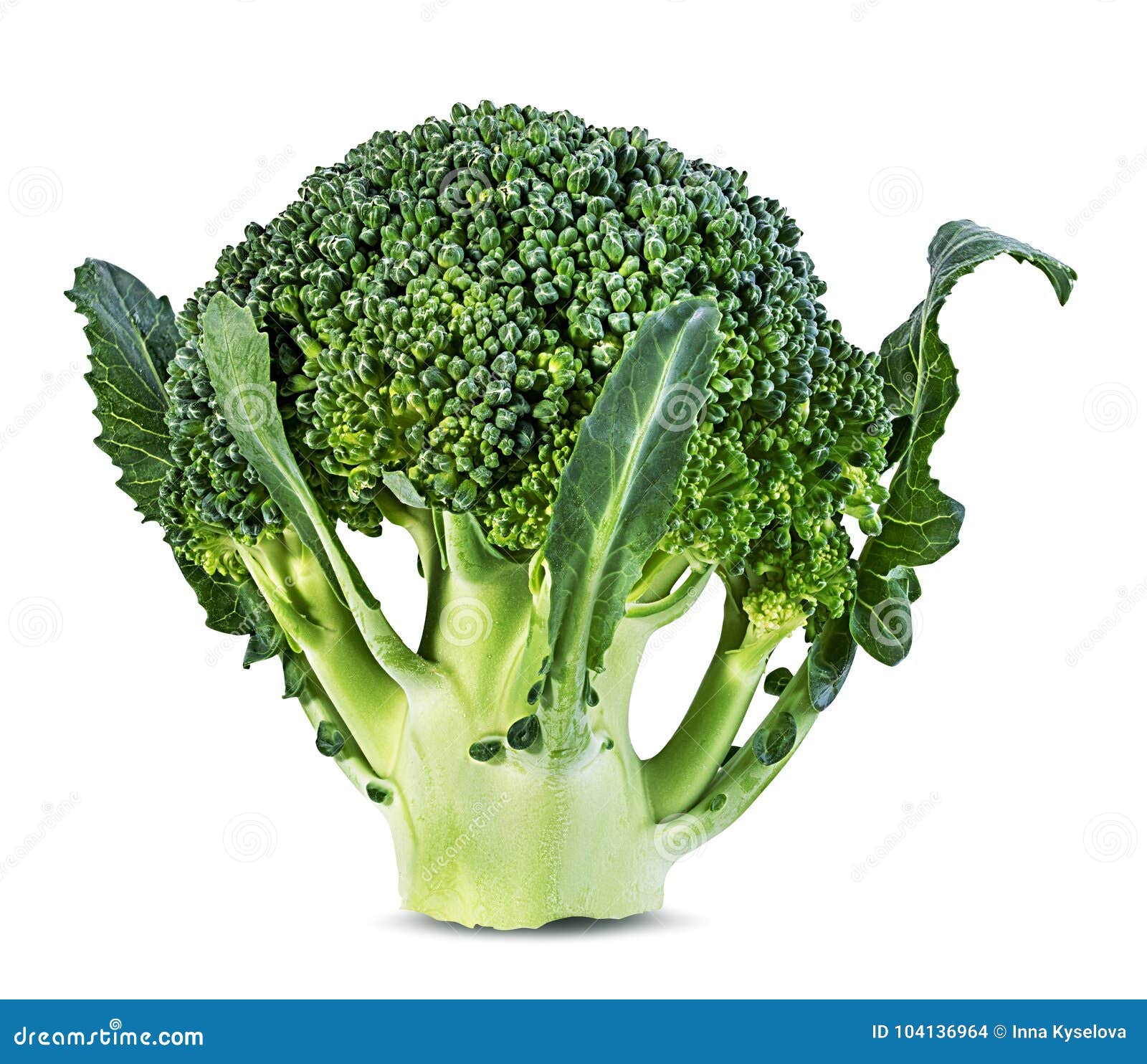 Broccoli isolated on white stock photo. Image of isolated 104136964