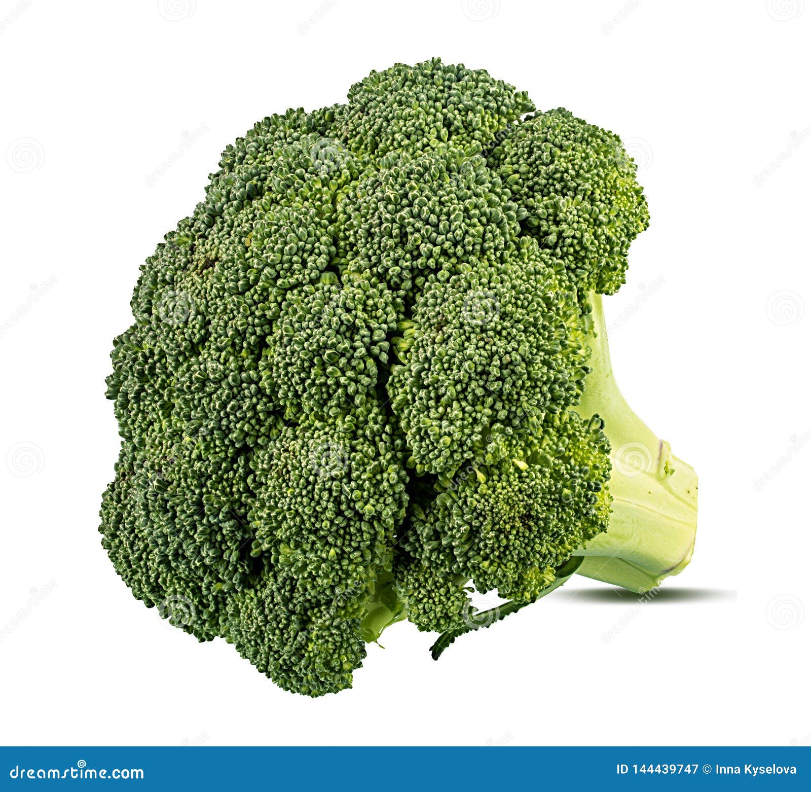 Broccoli isolated on white stock image. Image of ripe 144439747