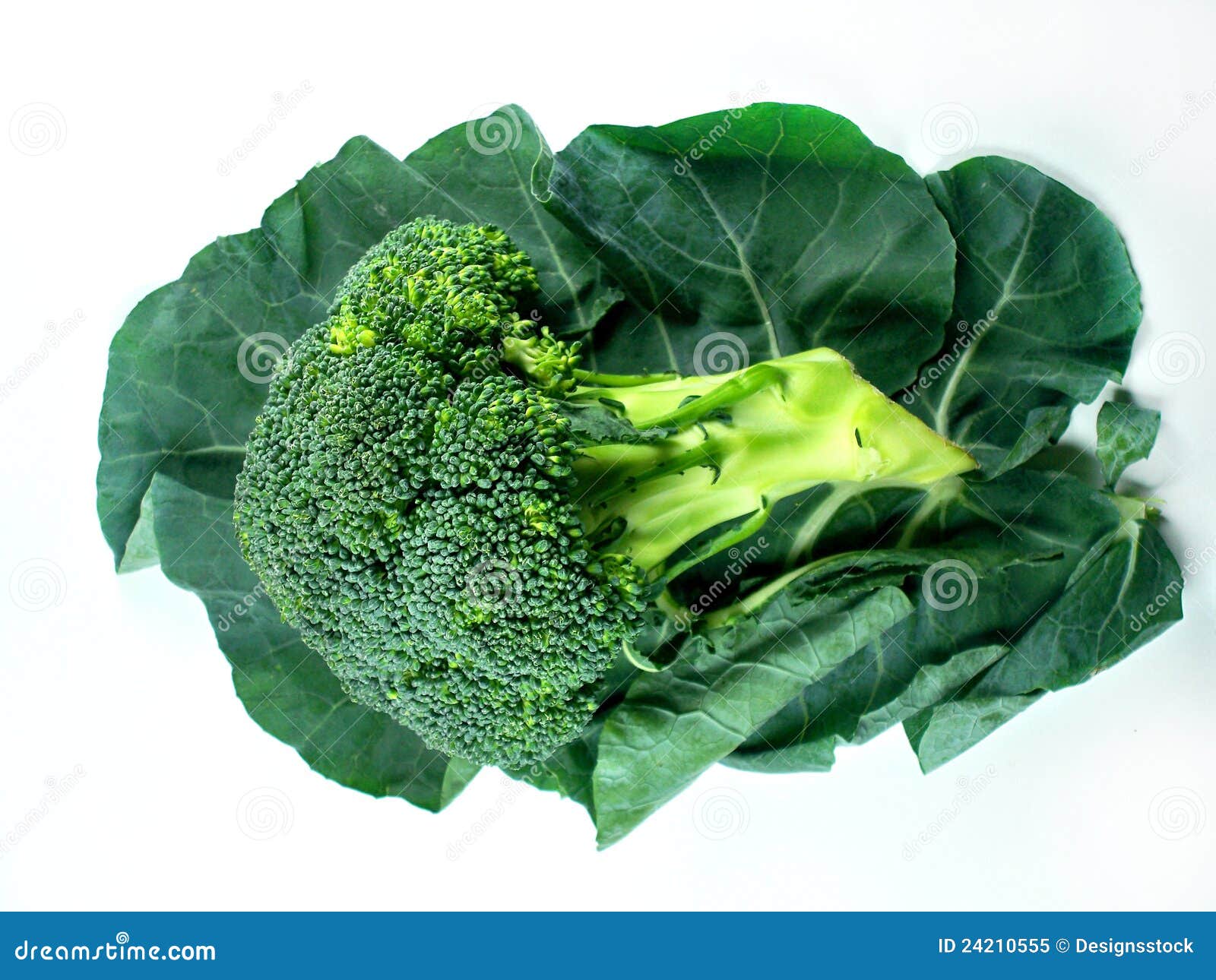 Broccoli and Leaf stock image. Image of brassica, isolated 24210555