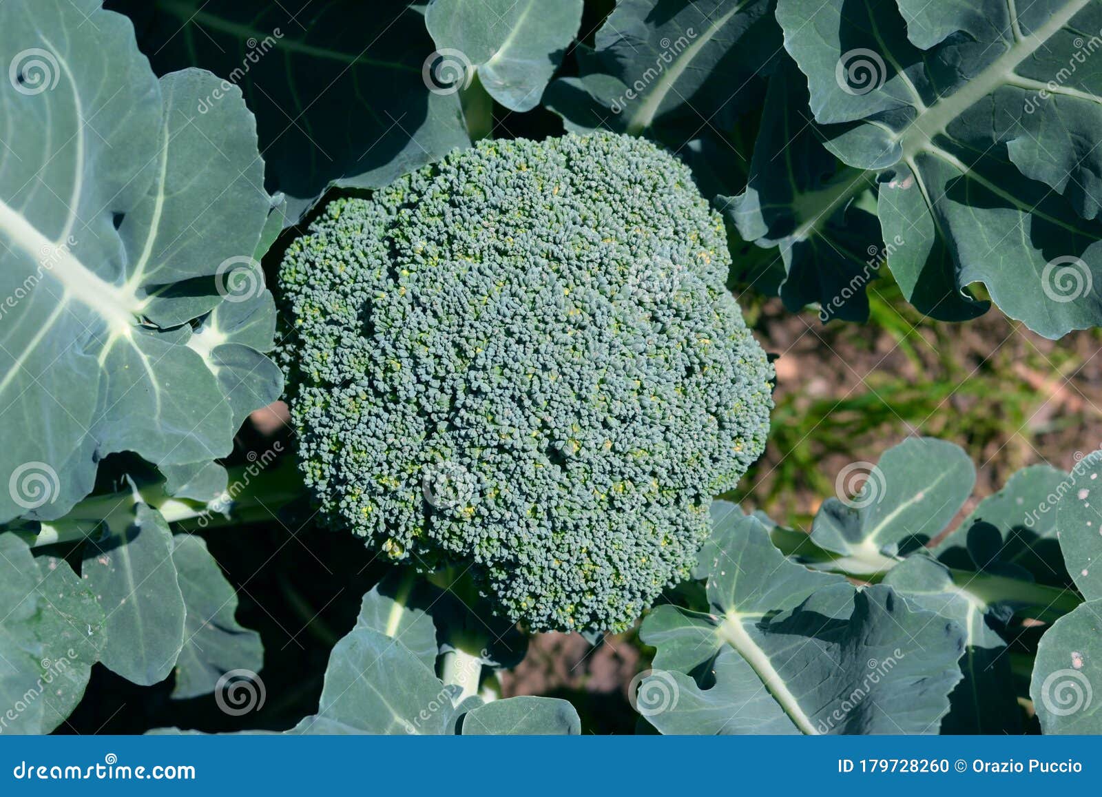 Broccoli with Leaves in the Field. Cruciferous Vegetables Stock Photo