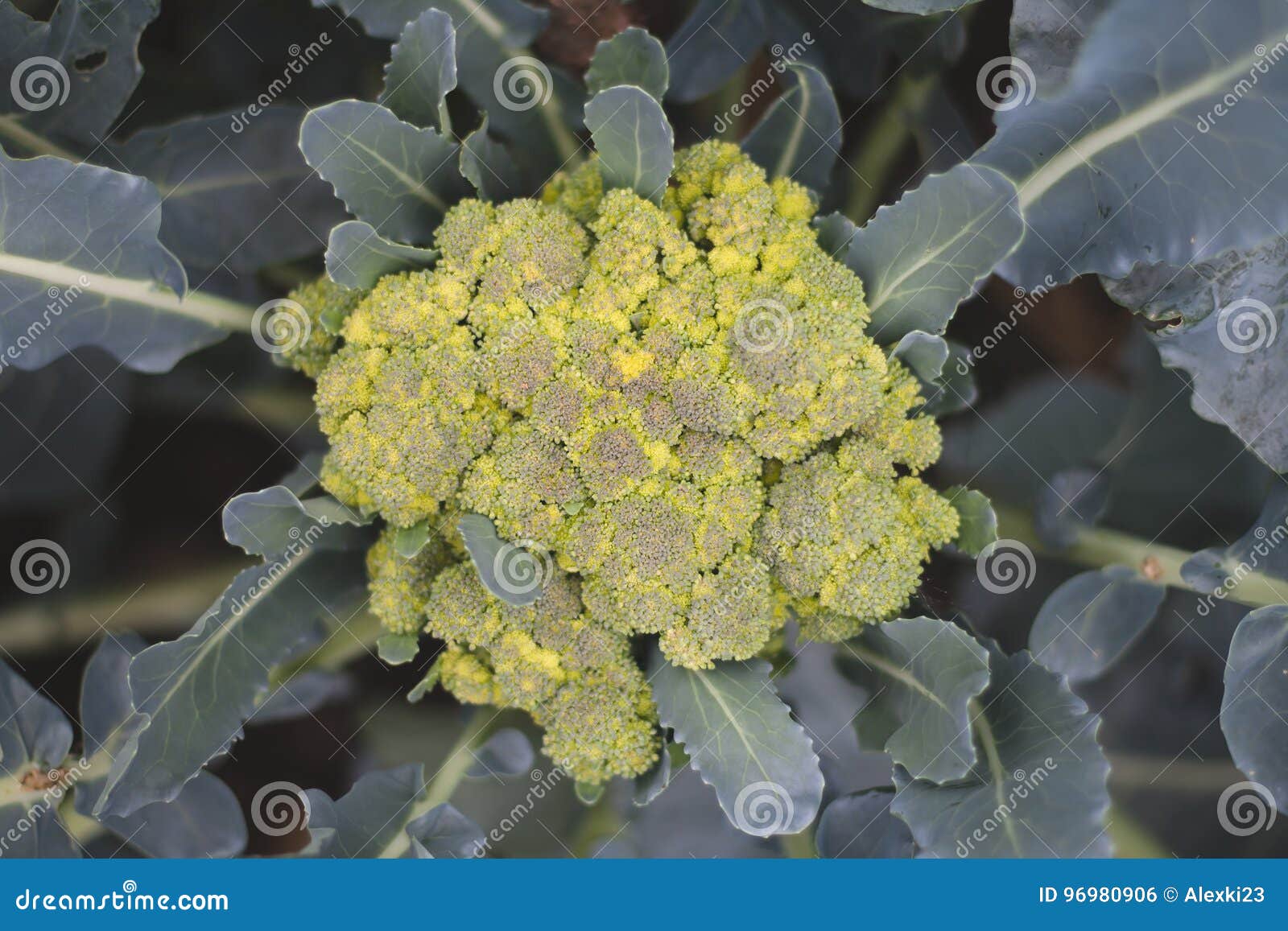 Broccoli stock photo. Image of edible, plant, gardening 96980906