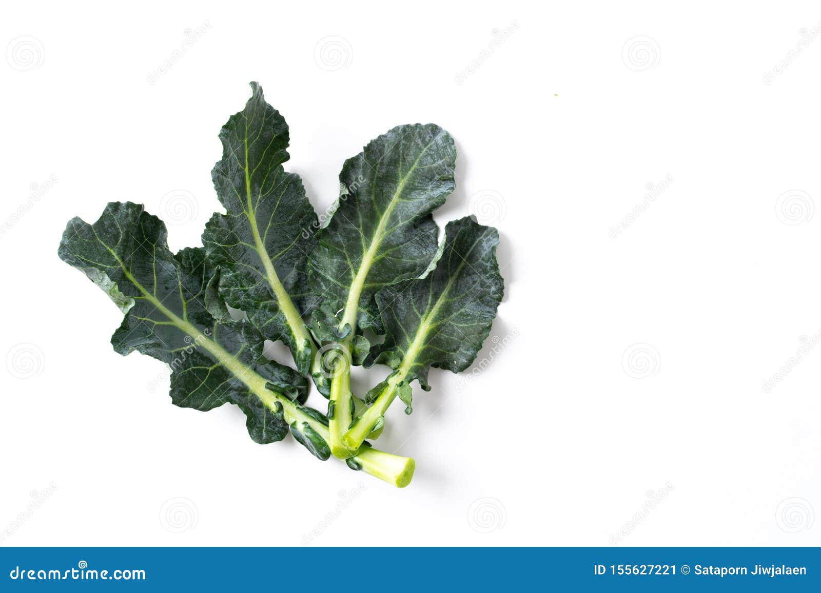 Broccoli Leaves Isolated on White Stock Image Image of broccoli