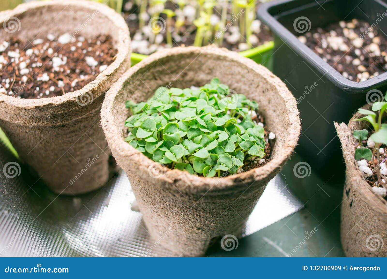 Broccoli Microgreen Shoots in Organic Container Stock Image Image of
