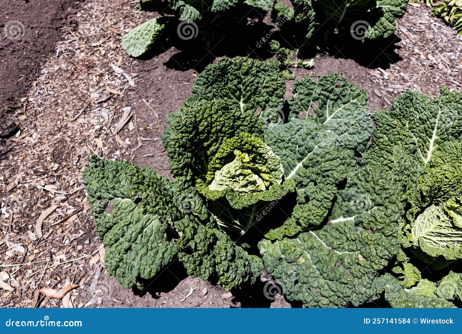 Broccoli Plant in the Garden Stock Photo Image of flower, environment