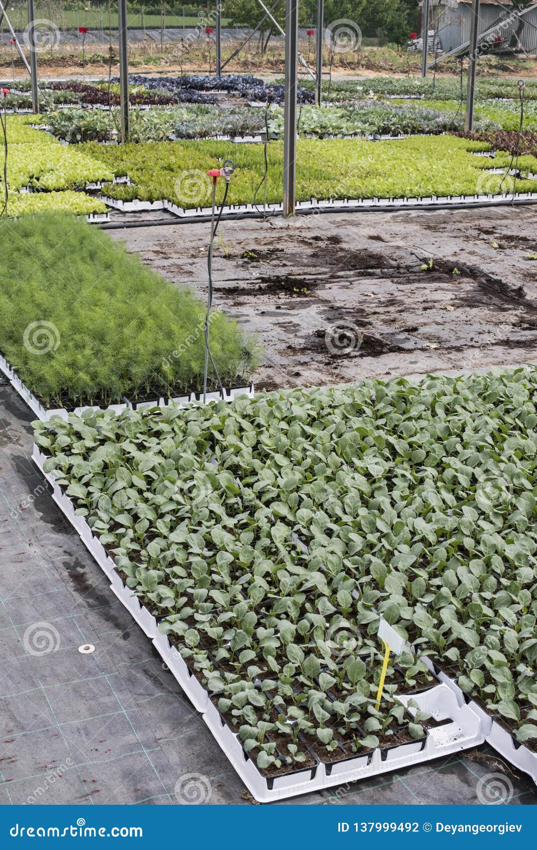 Broccoli Planting in Greenhouse Stock Photo Image of grow, food