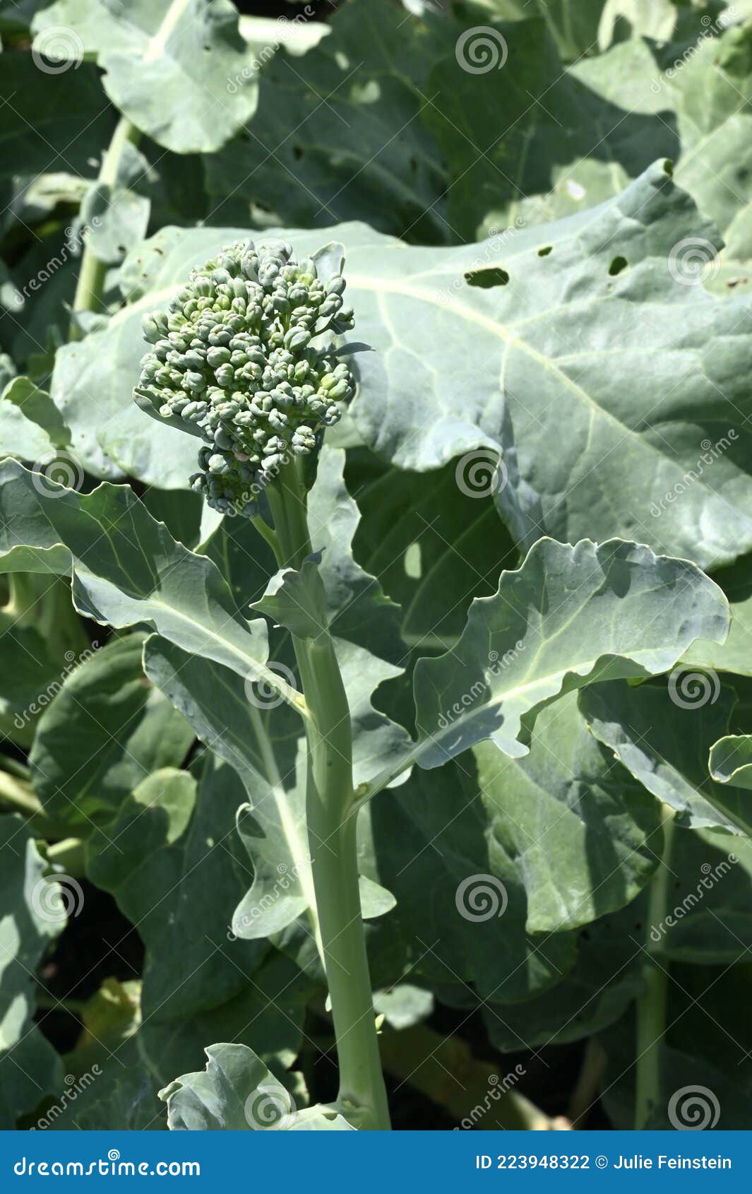 broccoli rabe