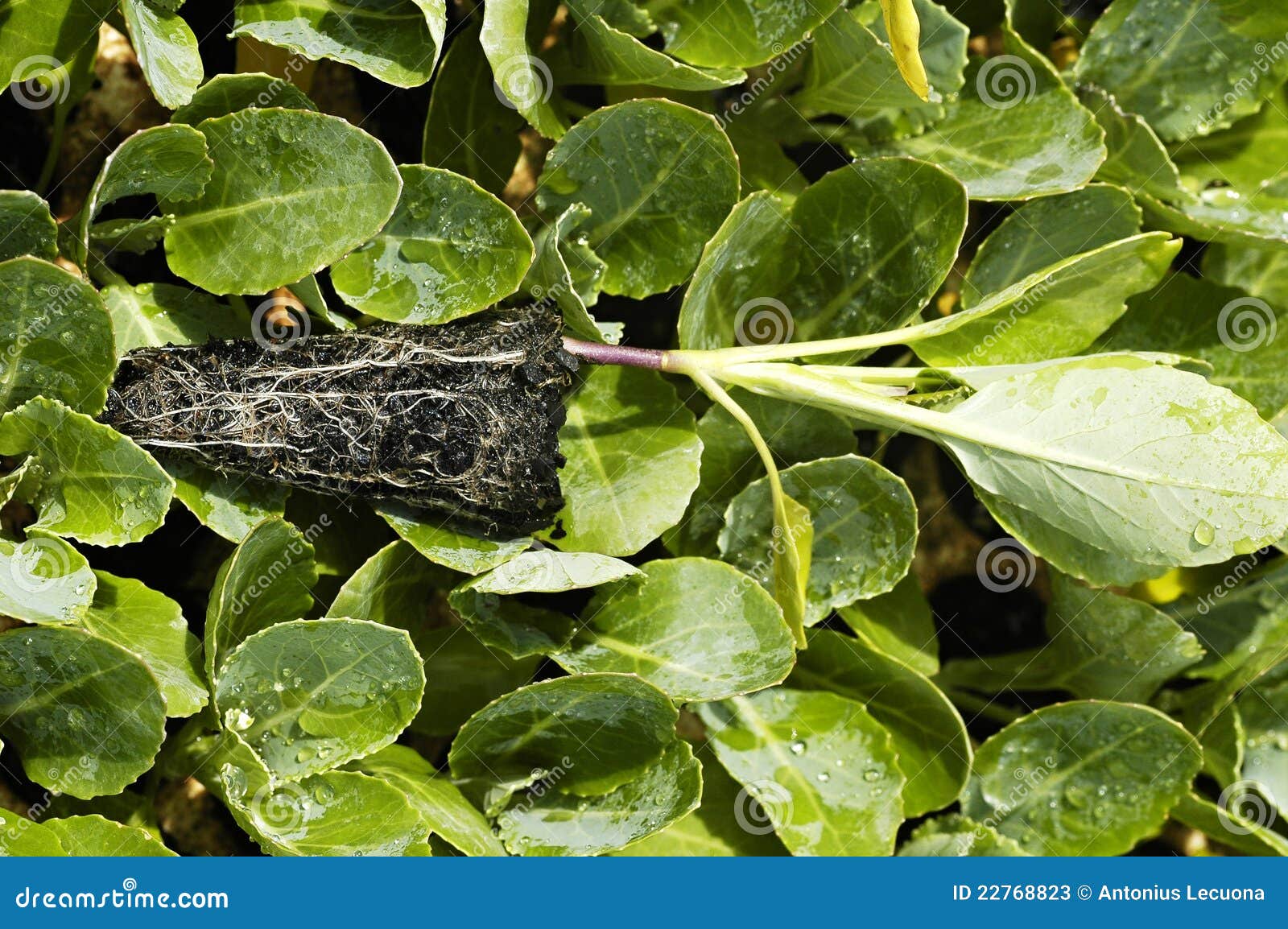 Broccoli roots stock image. Image of natural, cultivated 22768823