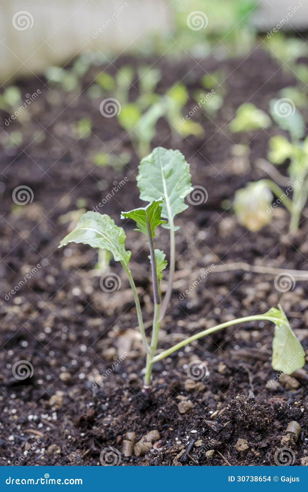 Broccoli seedling stock photo. Image of small, life, soil 30738654