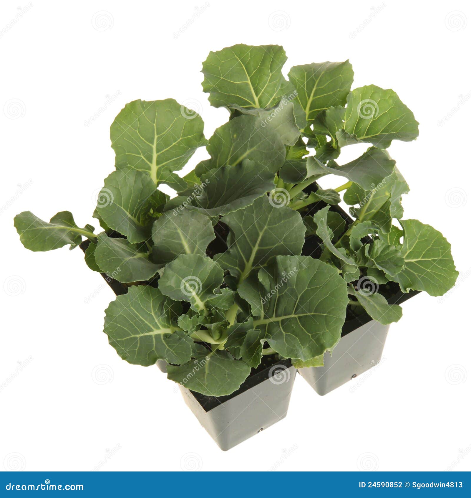 Broccoli Seedlings Ready for Transplanting Stock Photo Image of