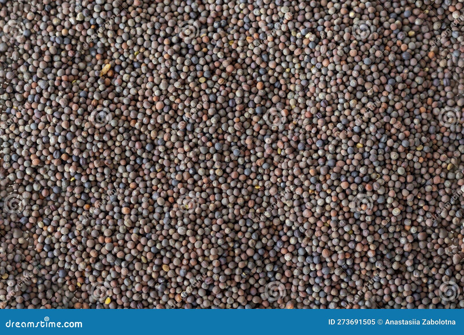 Broccoli Seeds for Germination, Full Background, Closeup Stock Image