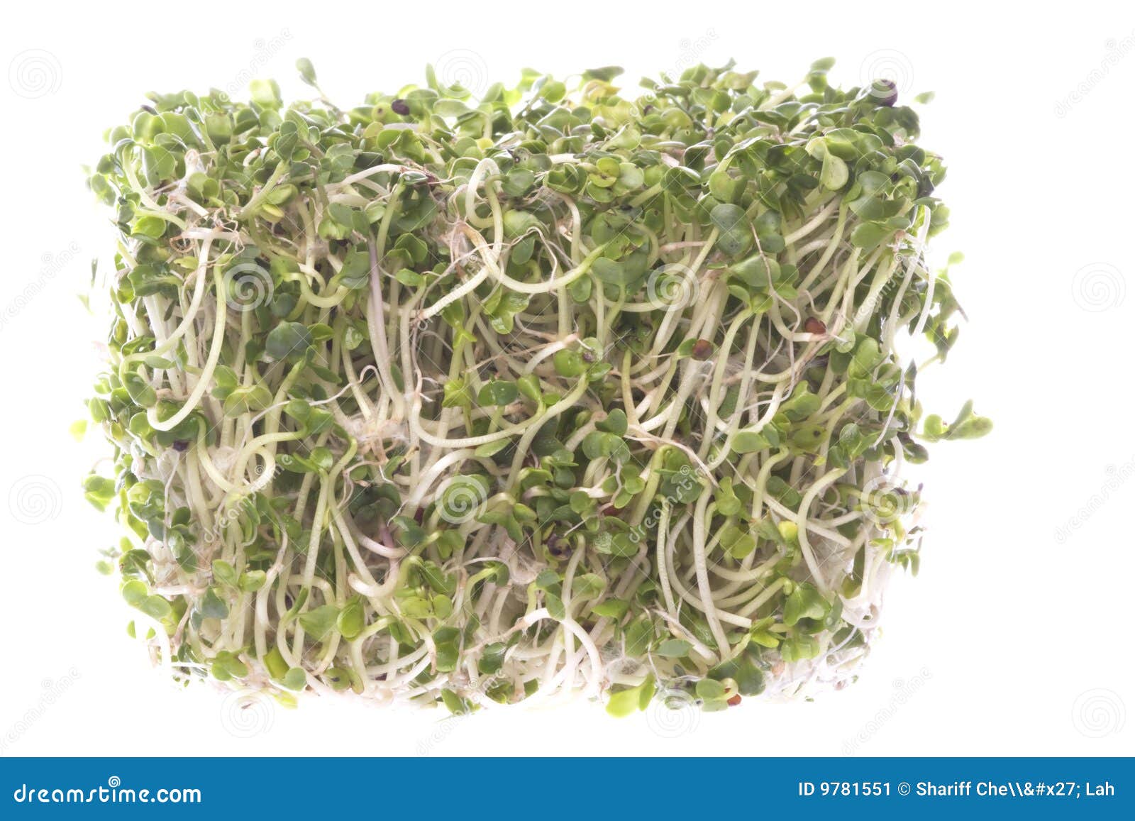 Broccoli Sprouts Macro Isolated Stock Image Image of ingredients, isolated 9781551