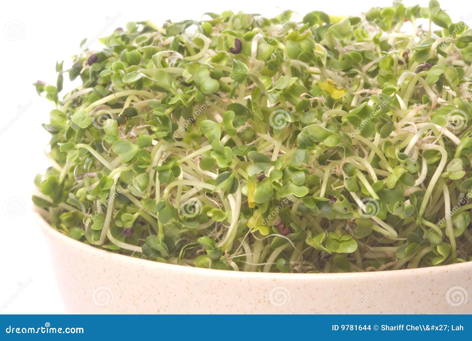 Broccoli Sprouts Macro Isolated Stock Photo Image of veggies, sprouts 9781644
