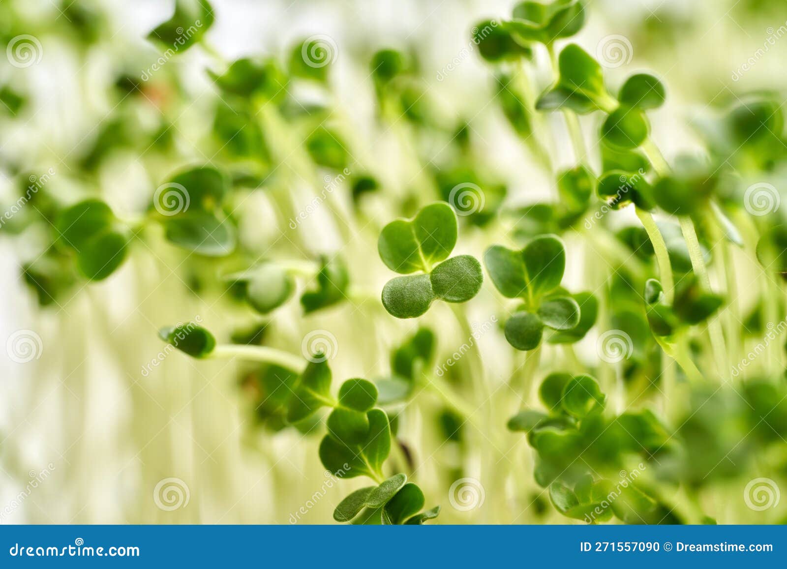 Broccoli Sprouts or Microgreens, Close Up Stock Photo Image of