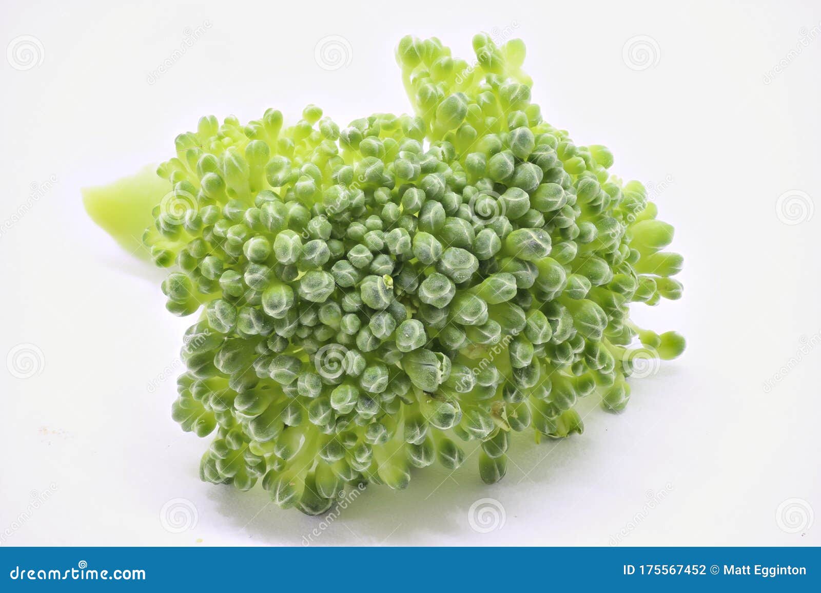 Broccoli stem stock photo. Image of ingredient, cabbage 175567452