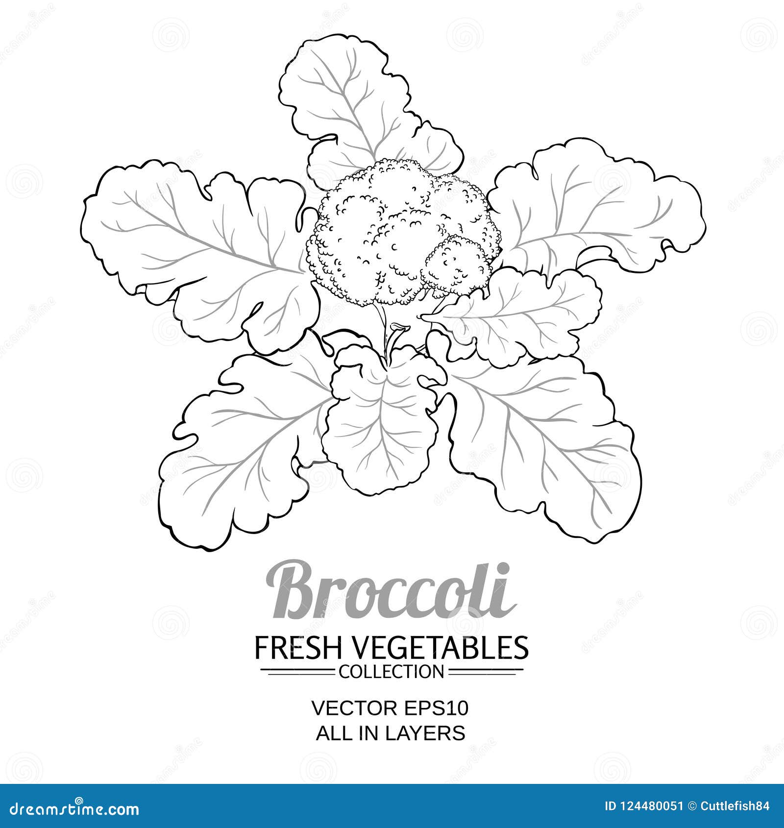 Broccoli Plant Life Cycle, Growing Stages, Set Of Elements In Flat