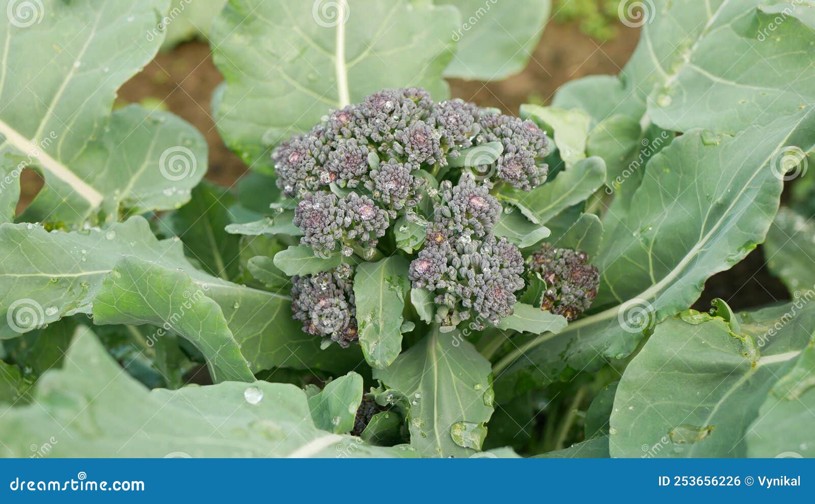 Broccoli Vegetable Bio Leaf Green Brassica Oleracea Italica Crop Farmer  Farming Greenhouse Folio Agricultural Farm Stock Photo - Image of harvest,  fruit: 253656226