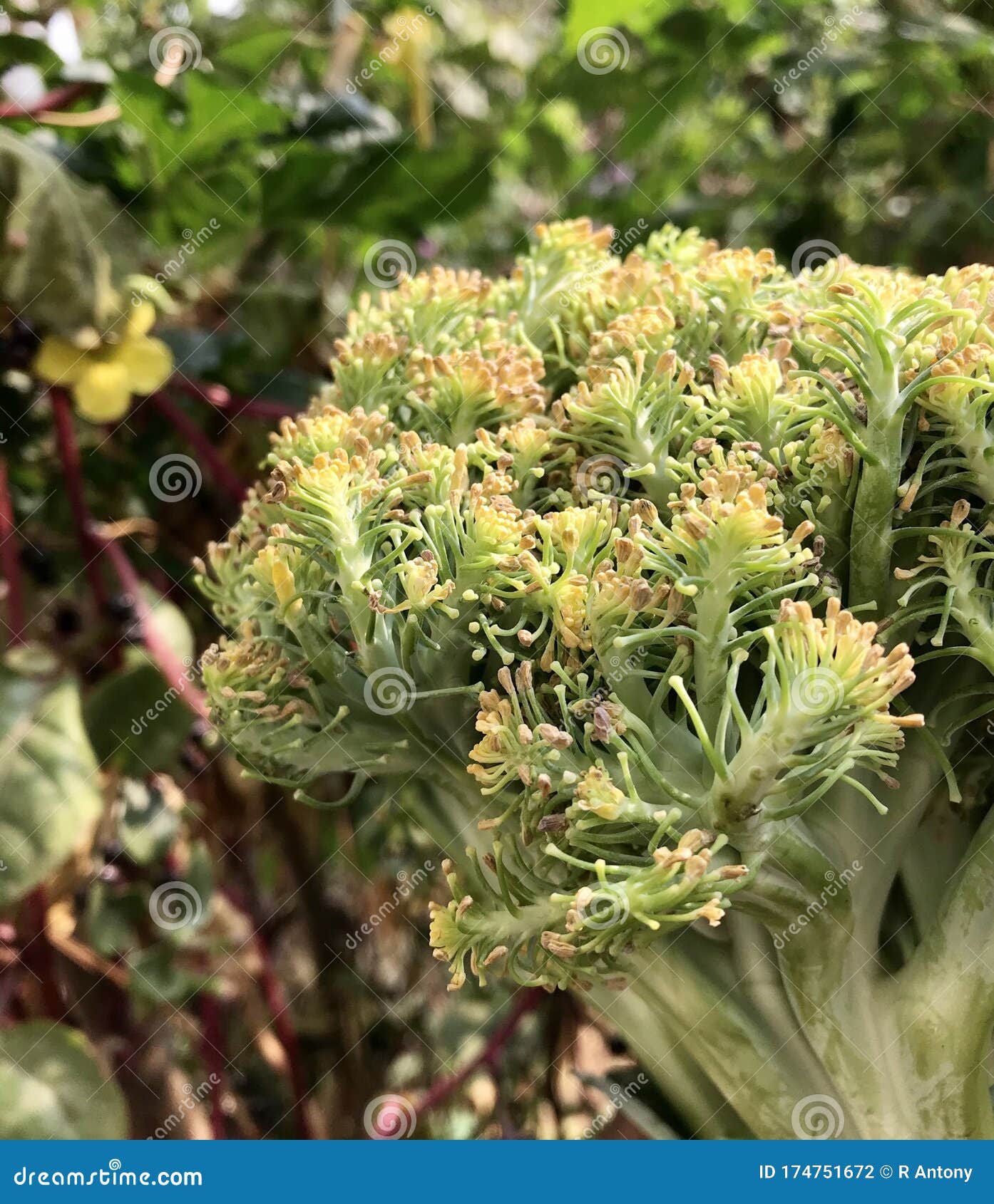 Broccoli Vegetable in a Garden Stock Photo Image of vegetable