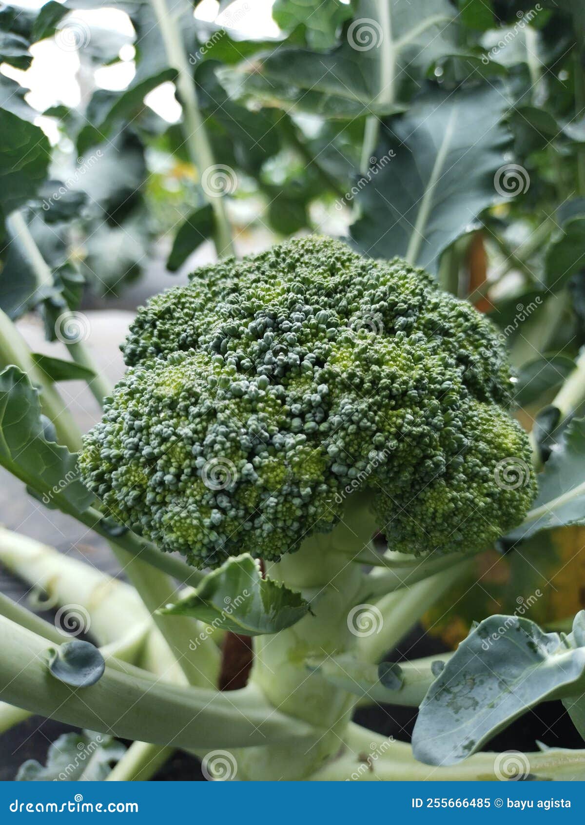 Broccoli Vegetables in the Plantation, Very Fresh Stock Image Image