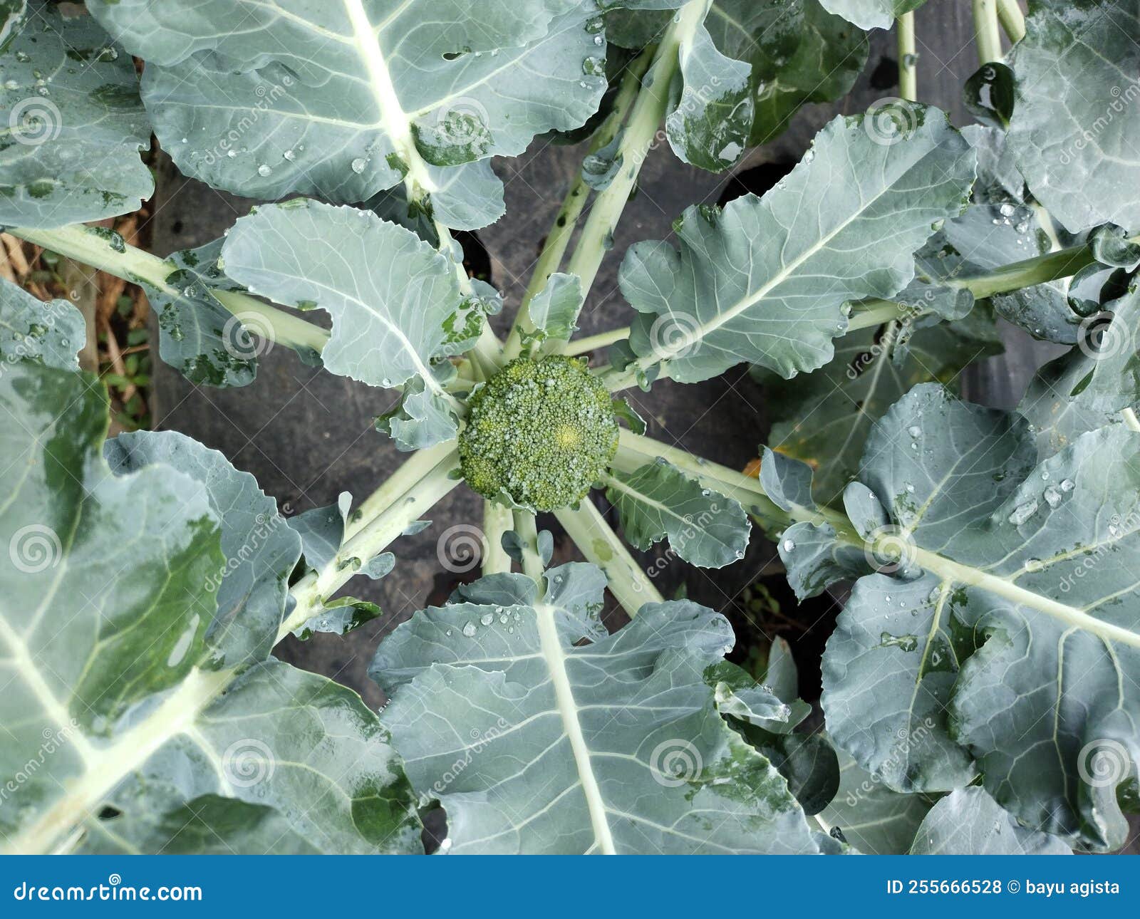 Broccoli Vegetables in the Plantation, Very Fresh Stock Photo Image