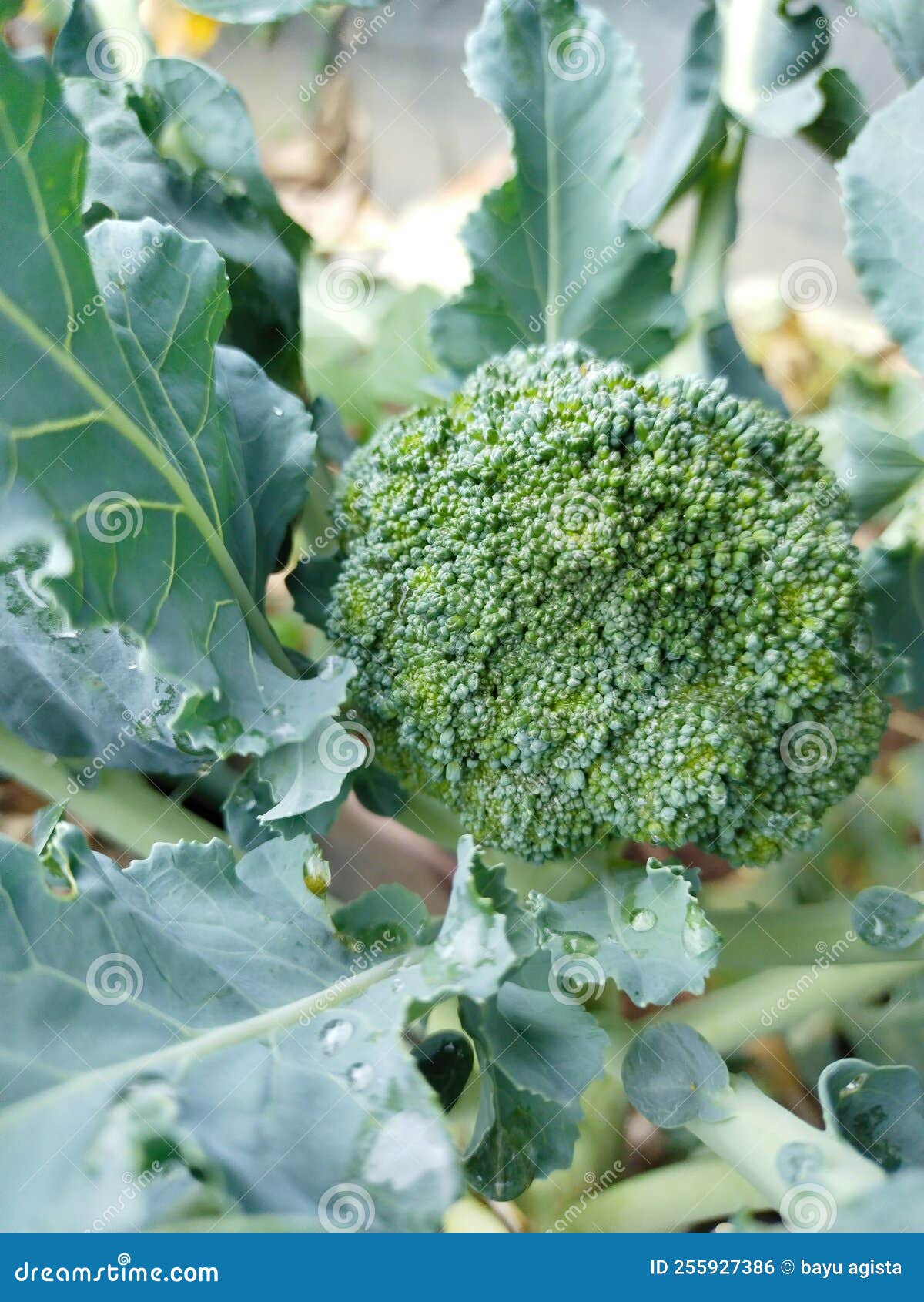 Broccoli Vegetables in the Plantation, Very Fresh Stock Photo Image