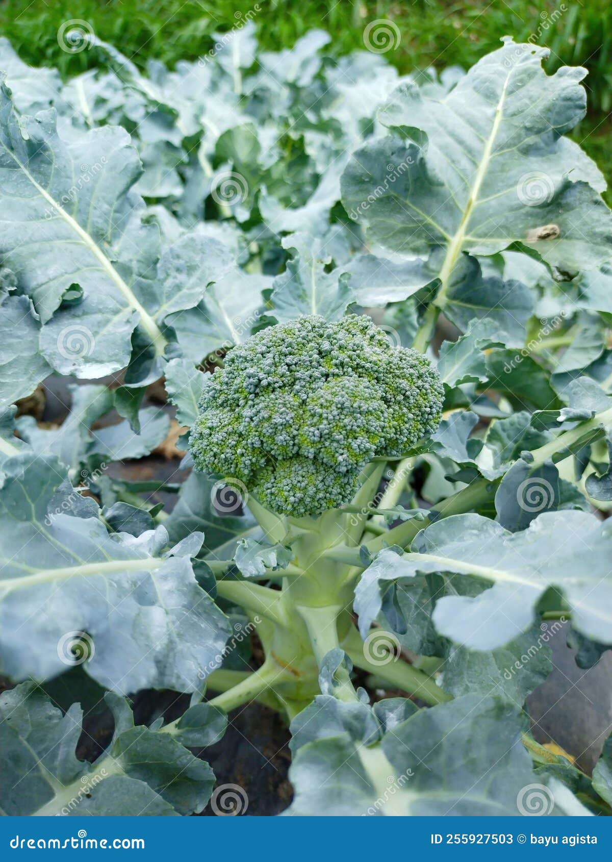 Broccoli Vegetables in the Plantation, Very Fresh Stock Image Image